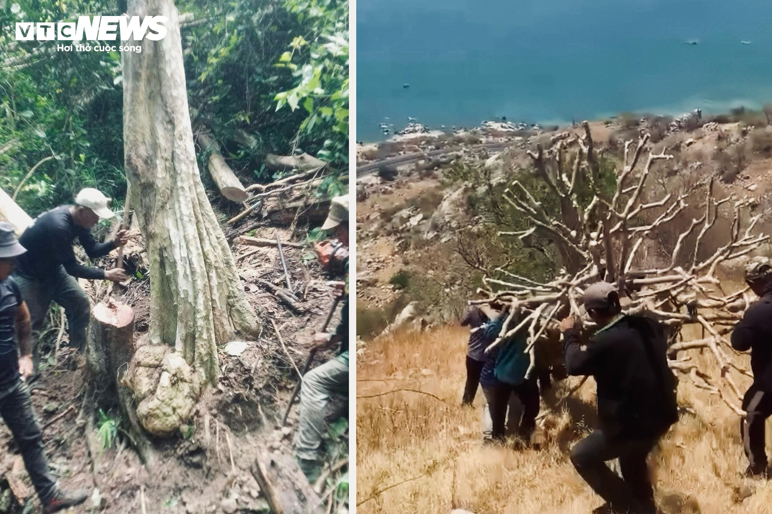 Bứng cây trăm tuổi từ rừng về làm cảnh: Đẹp nhà đại gia, xót xa rừng thẳm - 2