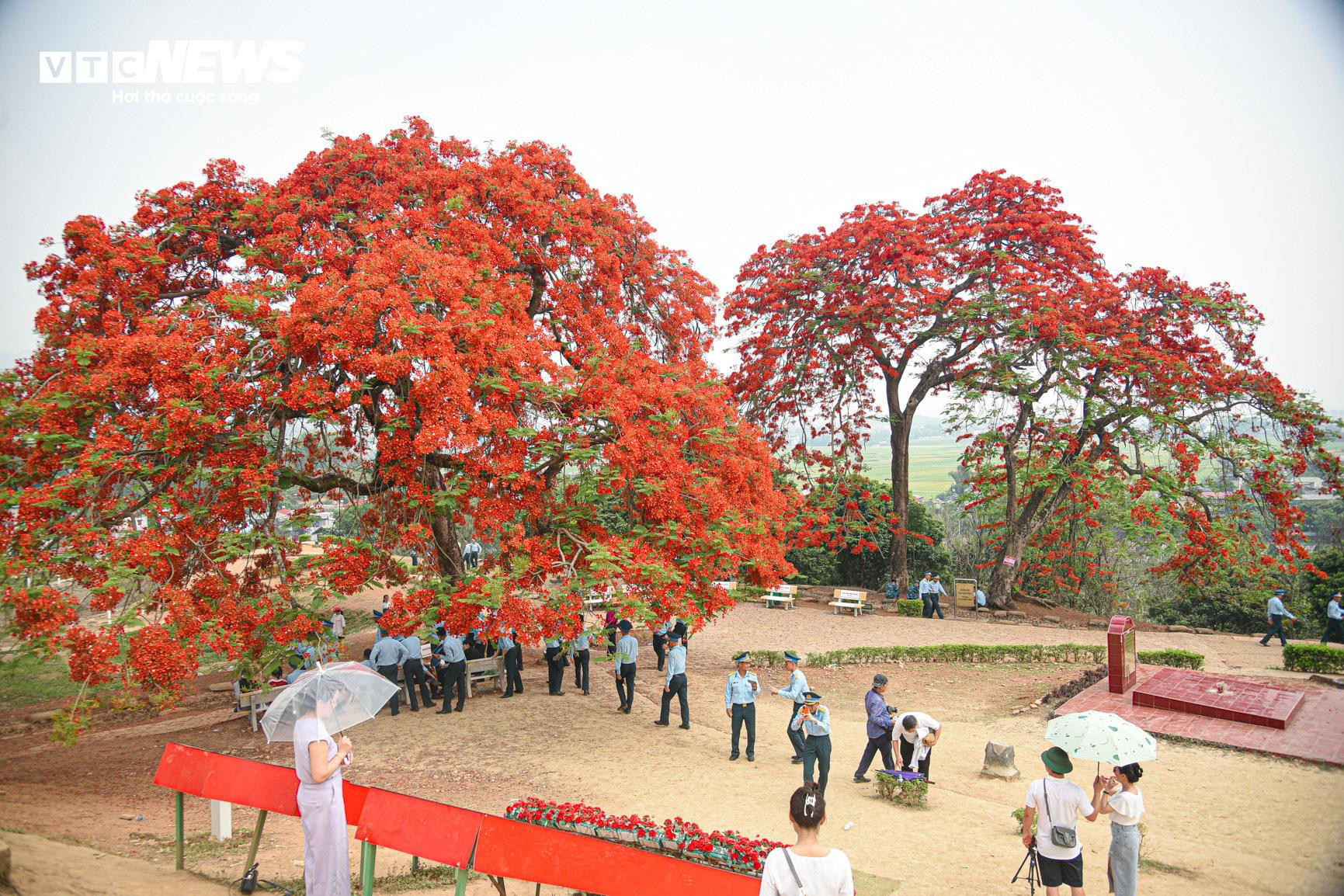Sắc màu hoa phượng rực rỡ quanh đồi A1 ở Điện Biên - 2