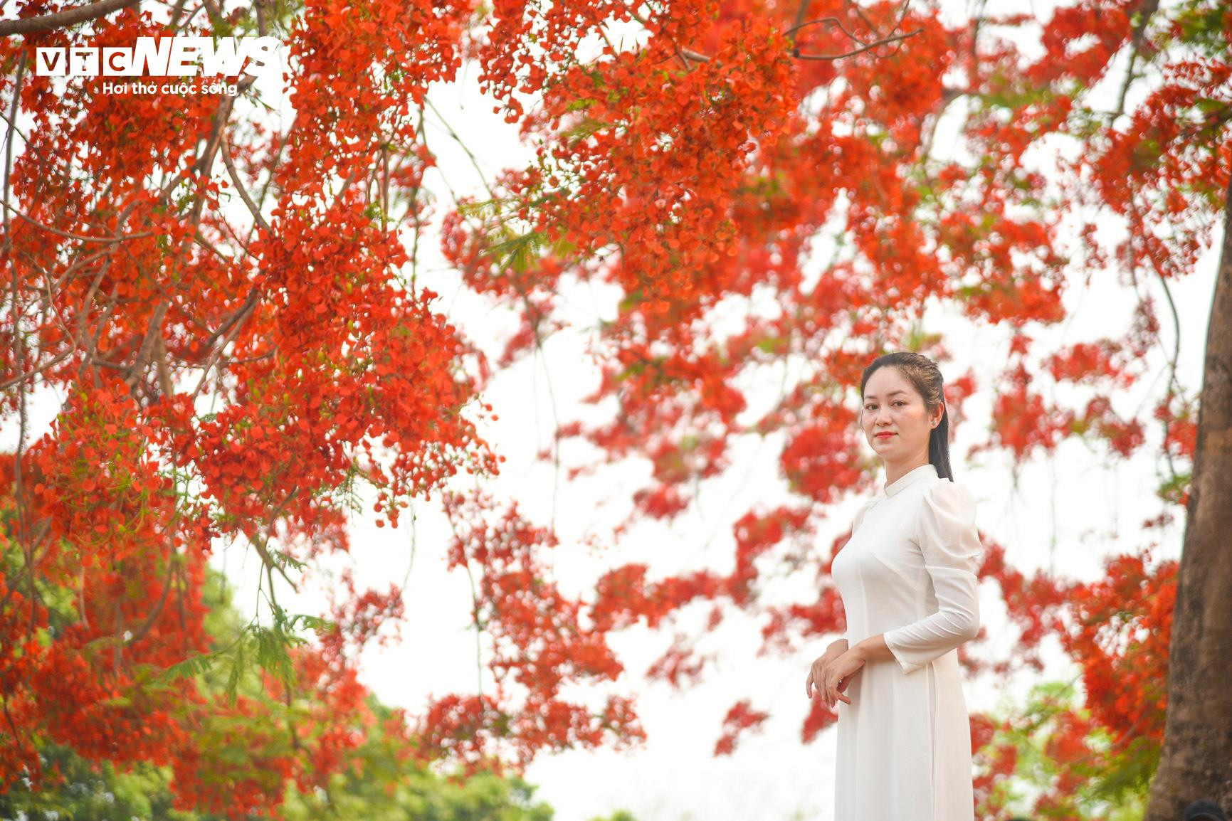 Sắc màu hoa phượng rực rỡ quanh đồi A1 ở Điện Biên - 8