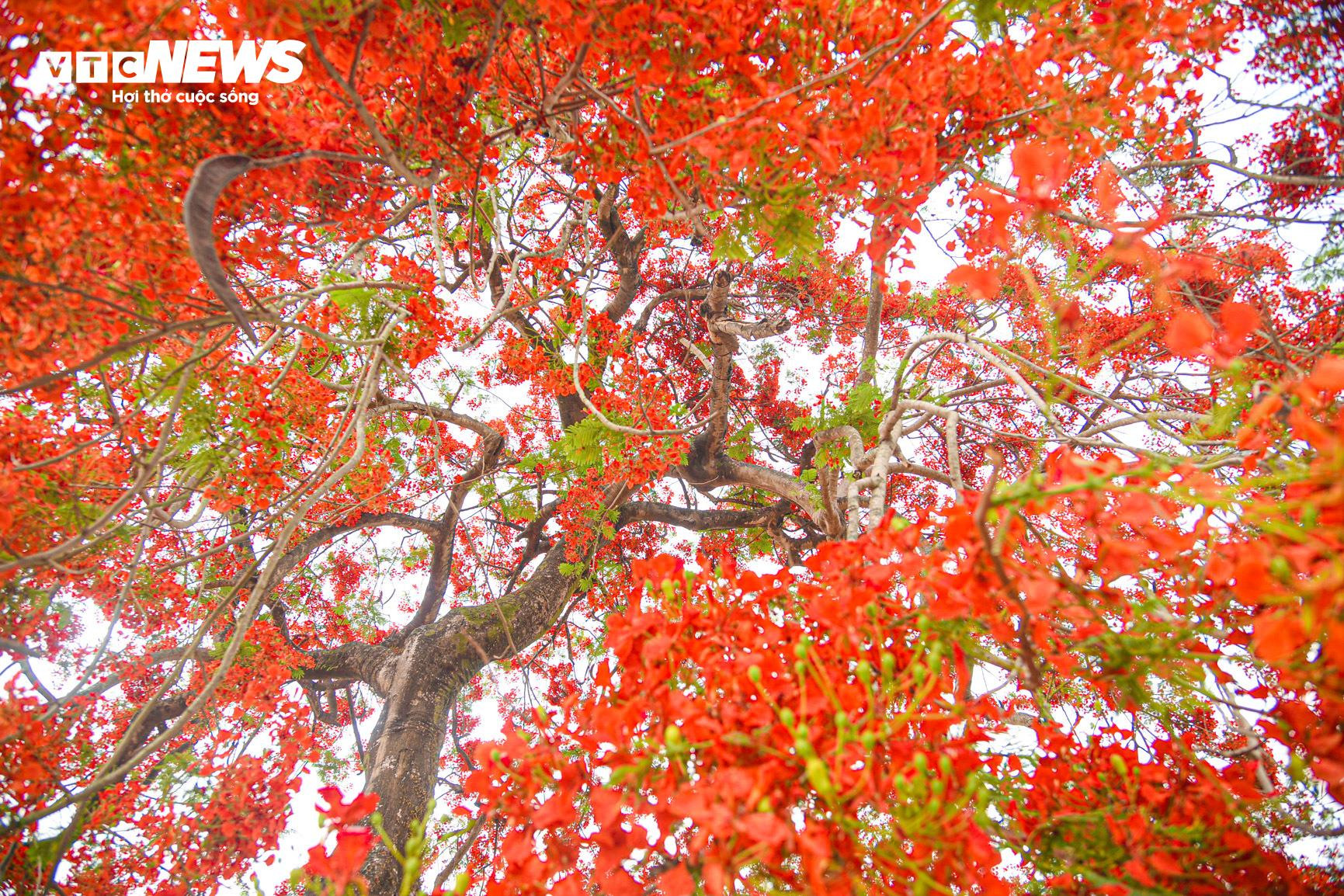 Sắc màu hoa phượng rực rỡ quanh đồi A1 ở Điện Biên - 5