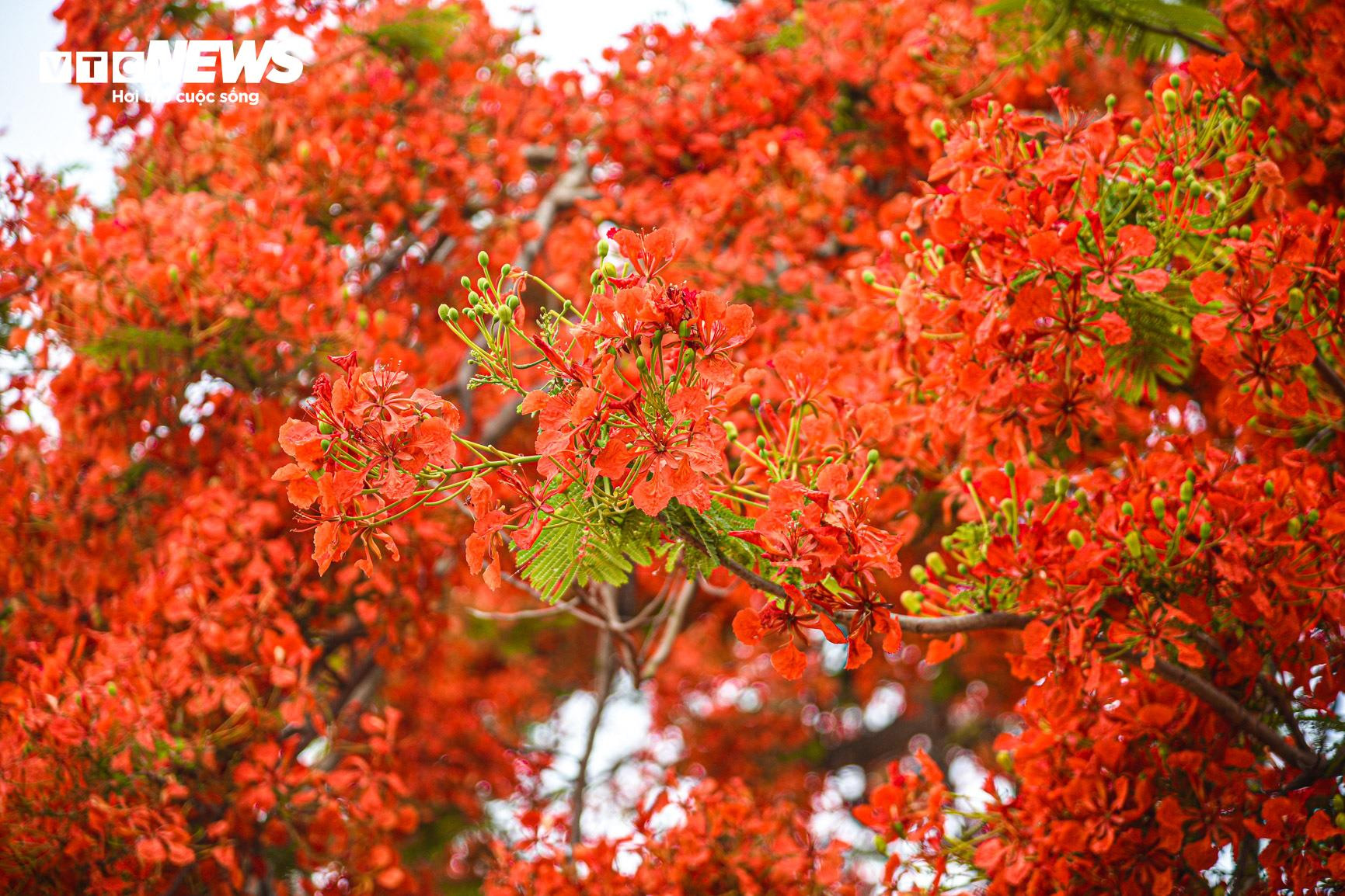 Sắc màu hoa phượng rực rỡ quanh đồi A1 ở Điện Biên - 6