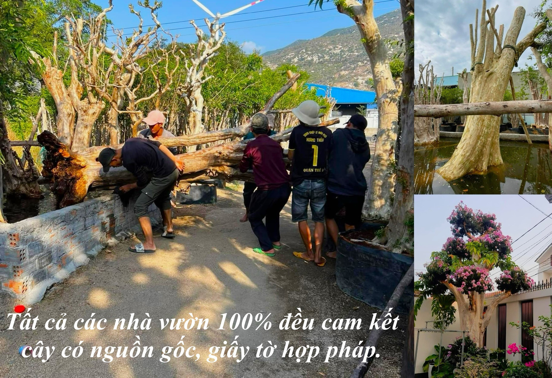 Thú chơi cây trăm tuổi của đại gia: Vì sao đại thụ rời rừng trót lọt? - 3