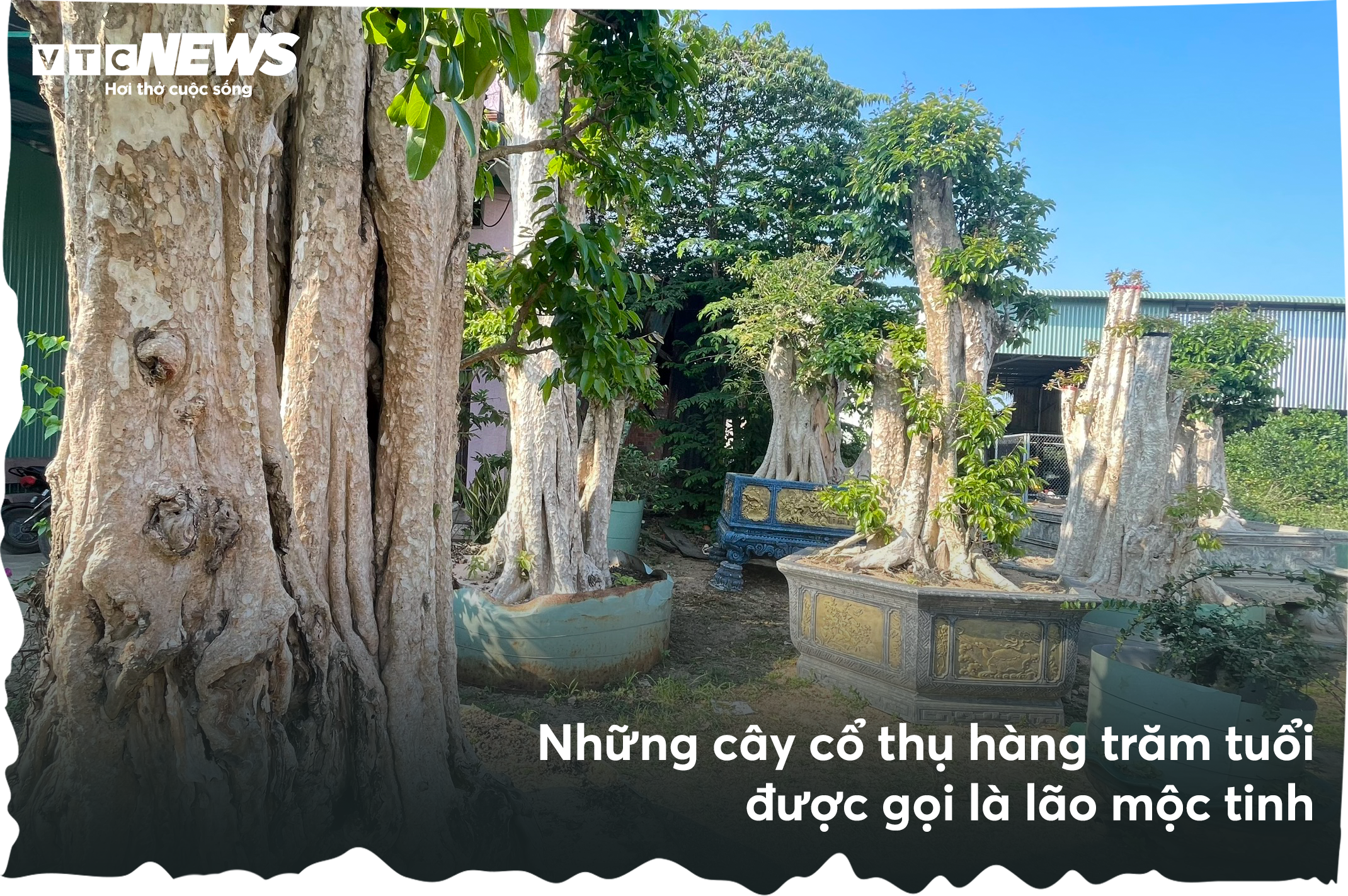 Bứng cây trăm tuổi từ rừng về nhà: Đại gia 'làm ma' đại thụ - 5