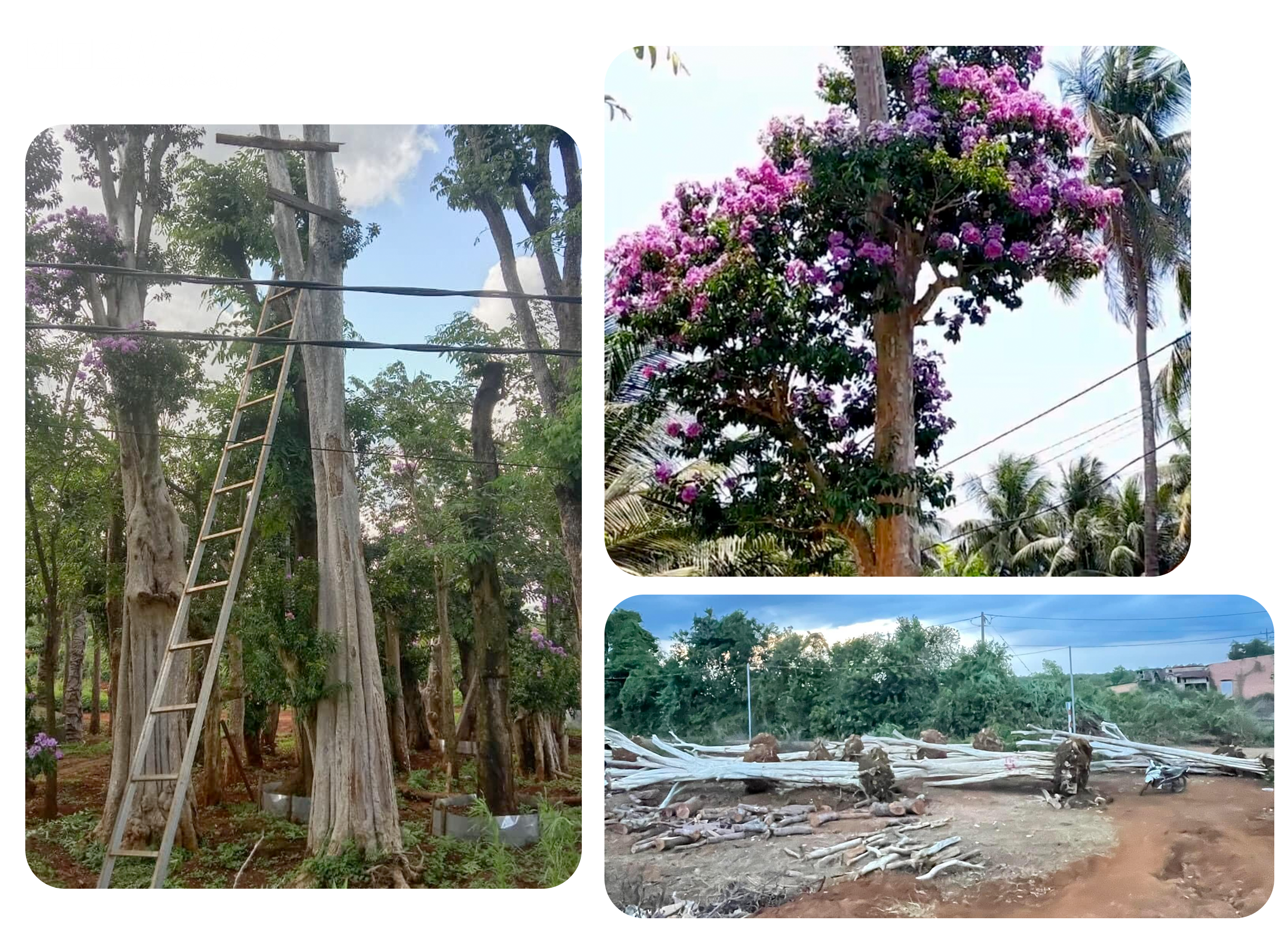 Bứng cây trăm tuổi từ rừng về nhà: Đại gia 'làm ma' đại thụ - 8