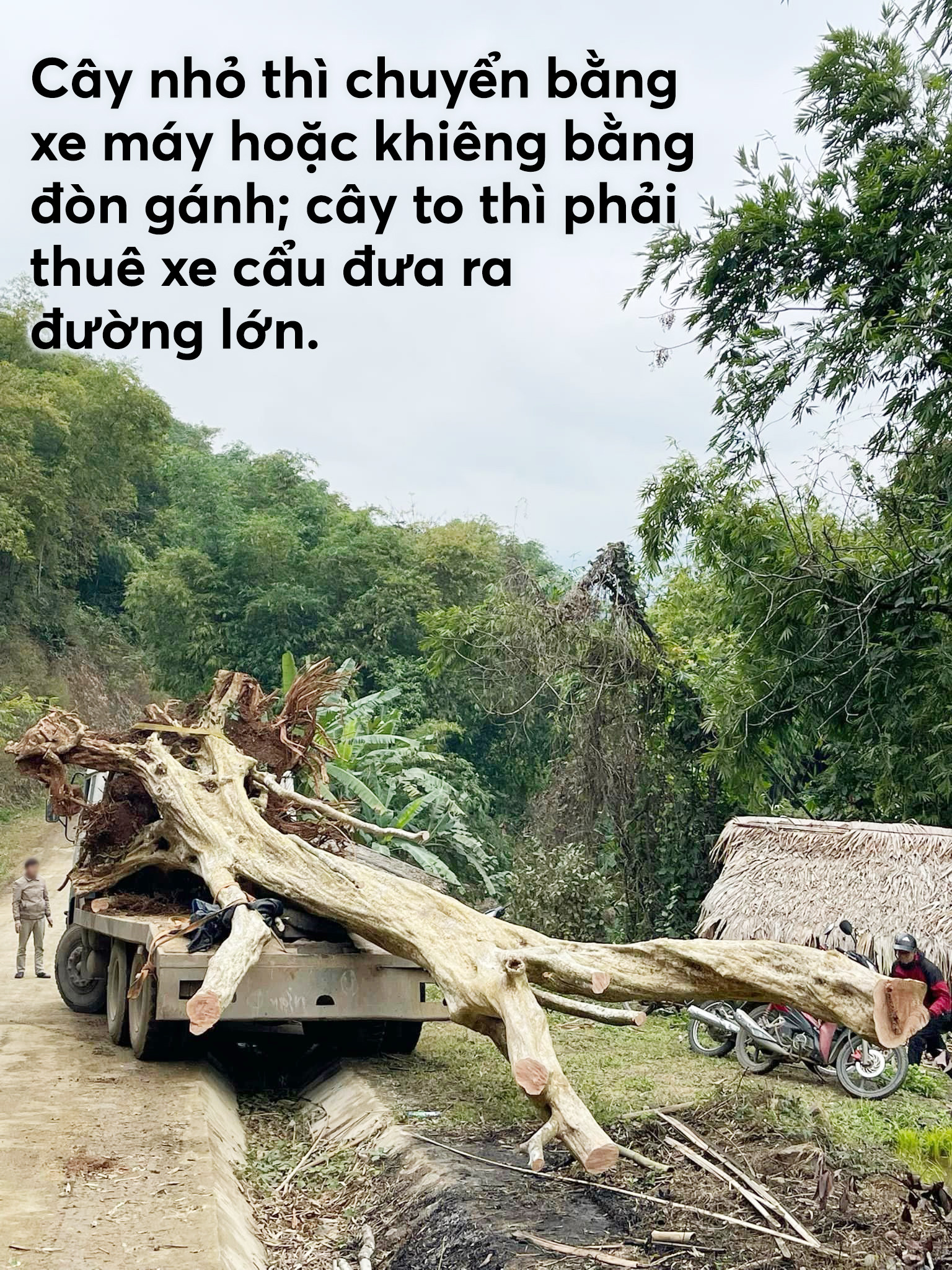 Bứng cây trăm tuổi từ rừng về làm cảnh: Đẹp nhà đại gia, xót xa rừng thẳm - 3