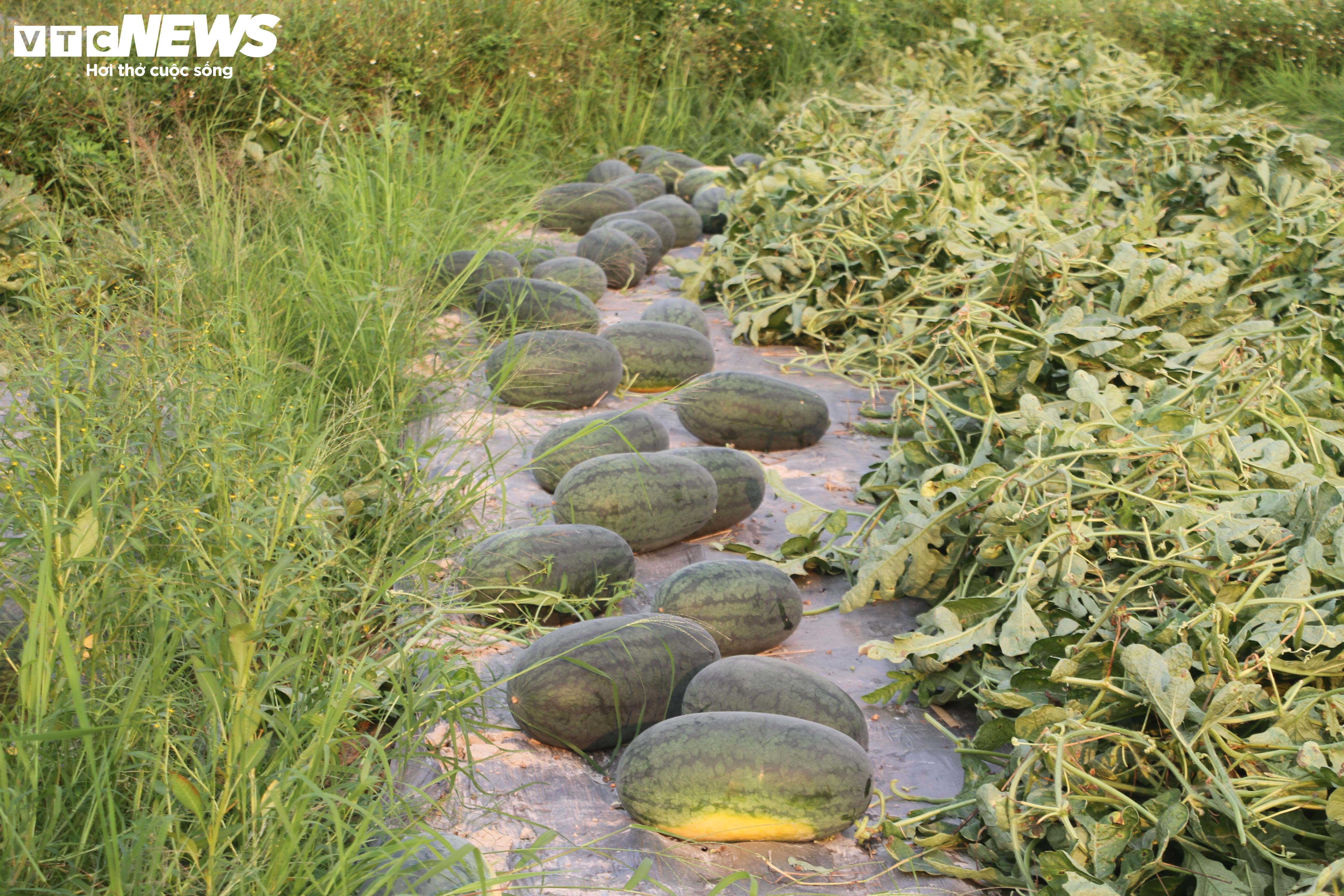 Nông dân 'thủ phủ' dưa hấu ở Quảng Nam thắng lớn nhờ được mùa, được giá - 3