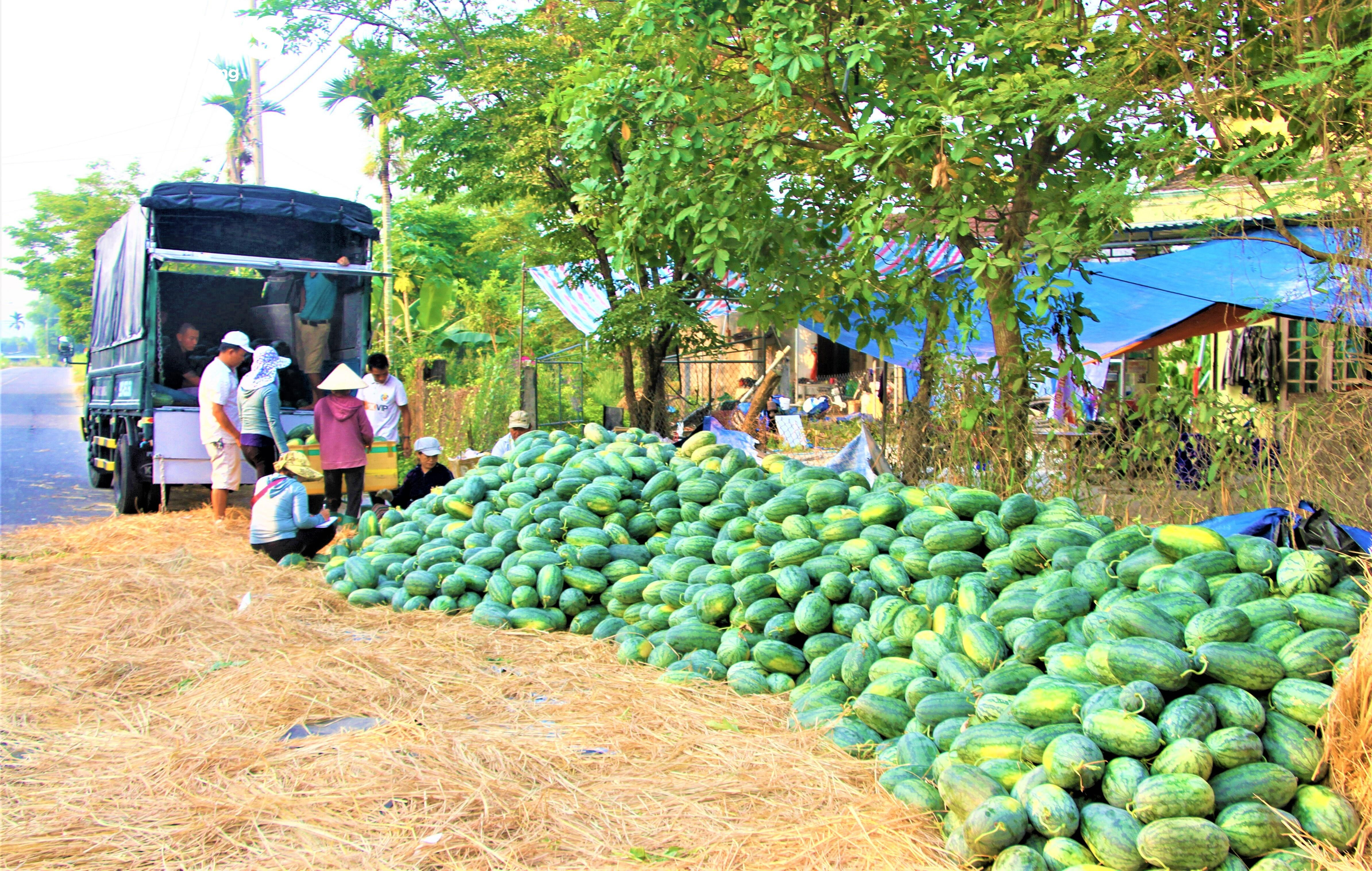 Nông dân 'thủ phủ' dưa hấu ở Quảng Nam thắng lớn nhờ được mùa, được giá - 8