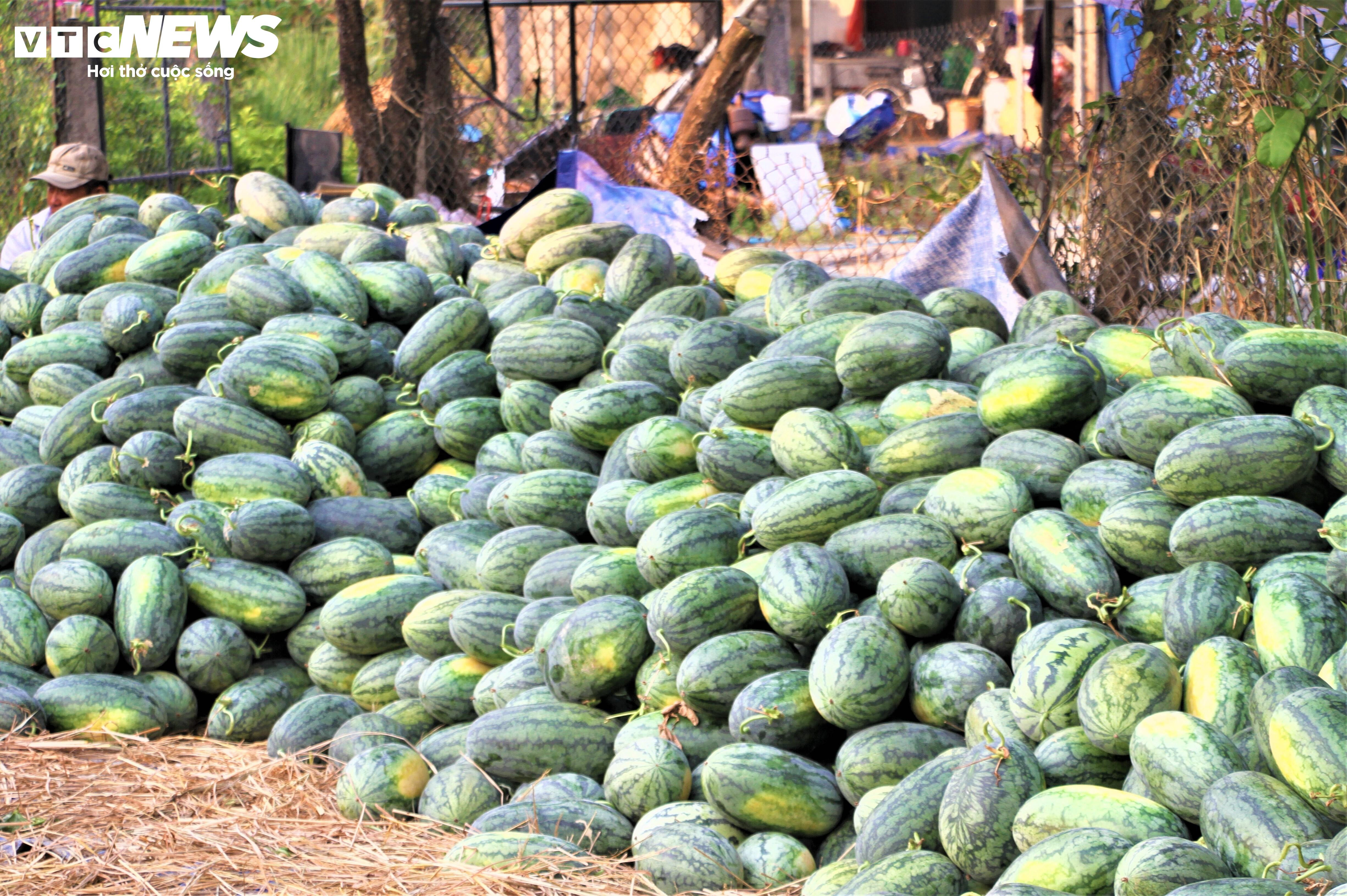 Nông dân 'thủ phủ' dưa hấu ở Quảng Nam thắng lớn nhờ được mùa, được giá - 5