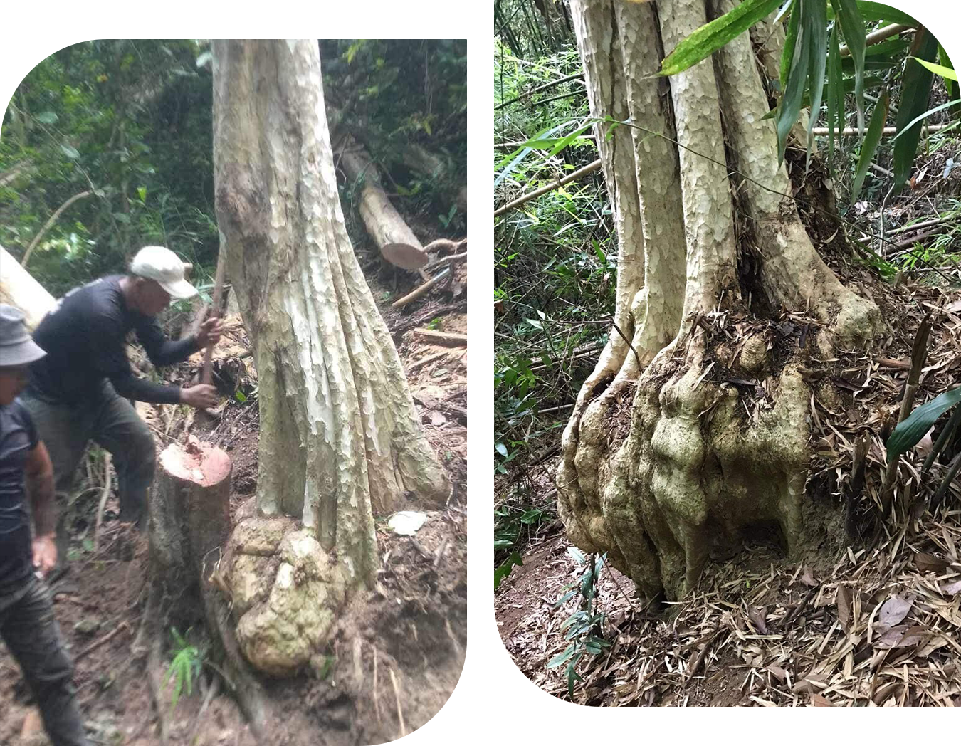 Thú chơi cây trăm tuổi của đại gia: Vì sao đại thụ rời rừng trót lọt? - 2