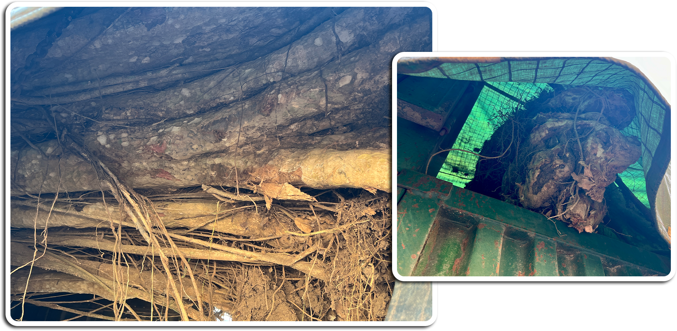 Thú chơi cây trăm tuổi của đại gia: Vì sao đại thụ rời rừng trót lọt? - 6