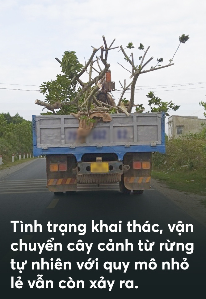 Thú chơi cây trăm tuổi của đại gia: Vì sao đại thụ rời rừng trót lọt? - 7