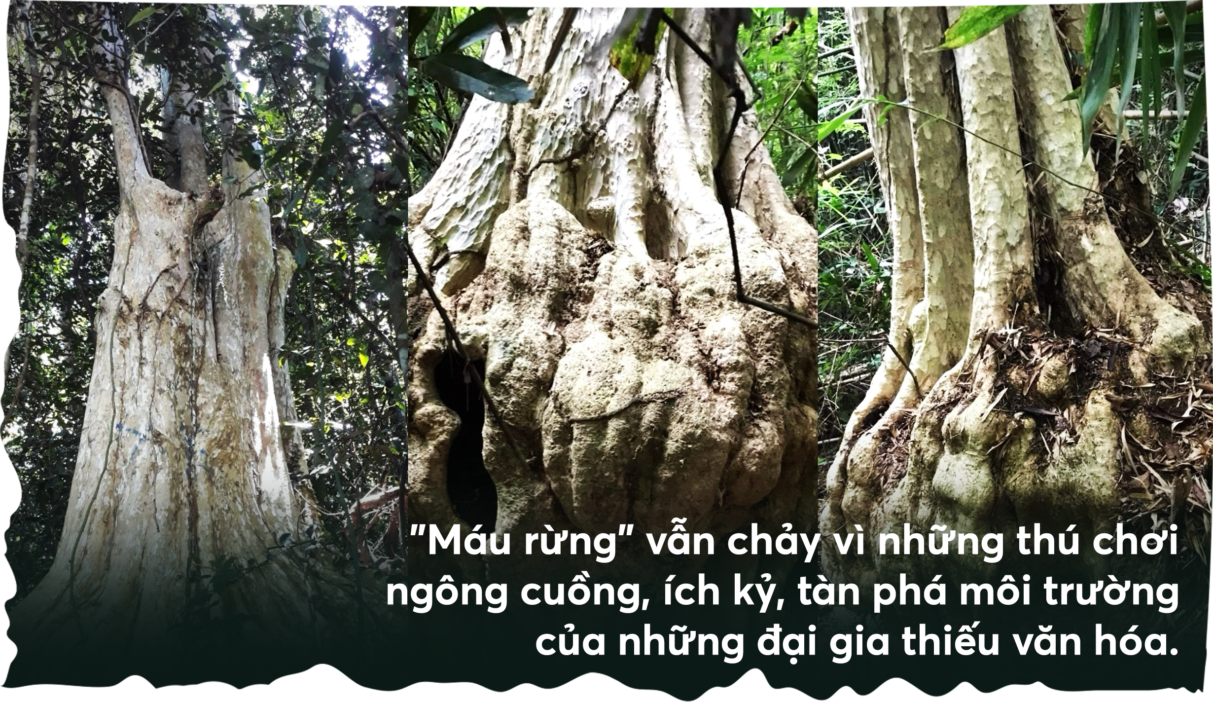 Thú chơi cây trăm tuổi của đại gia: Vì sao đại thụ rời rừng trót lọt? - 8