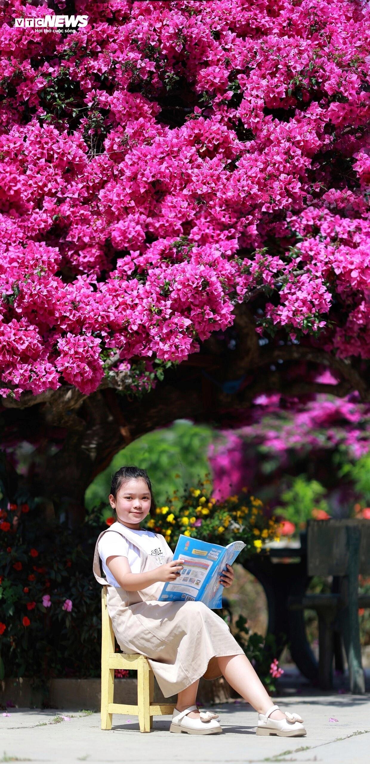 Cây hoa giấy 35 năm tuổi bung nở rực rỡ ở Đà Lạt - 10