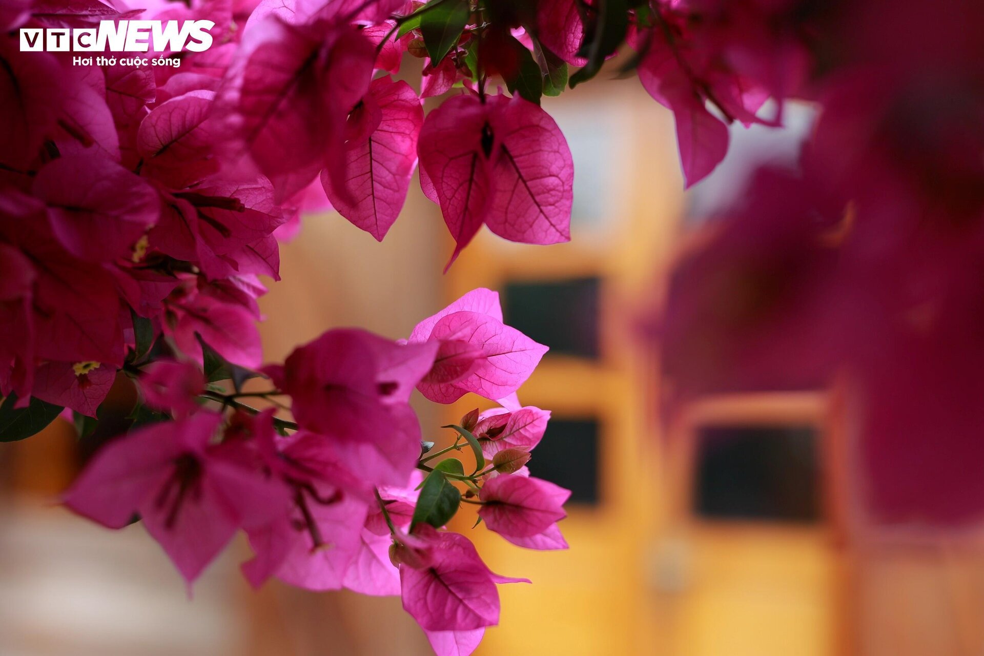 Cây hoa giấy 35 năm tuổi bung nở rực rỡ ở Đà Lạt - 6