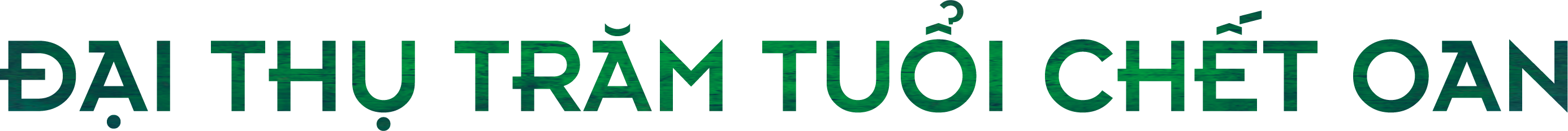 Thú chơi cây trăm tuổi của đại gia: Vì sao đại thụ rời rừng trót lọt? - 1