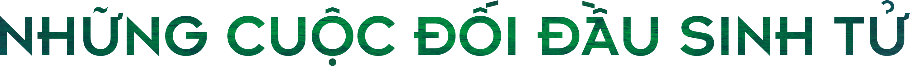 Thú chơi cây trăm tuổi của đại gia: Vì sao đại thụ rời rừng trót lọt? - 5