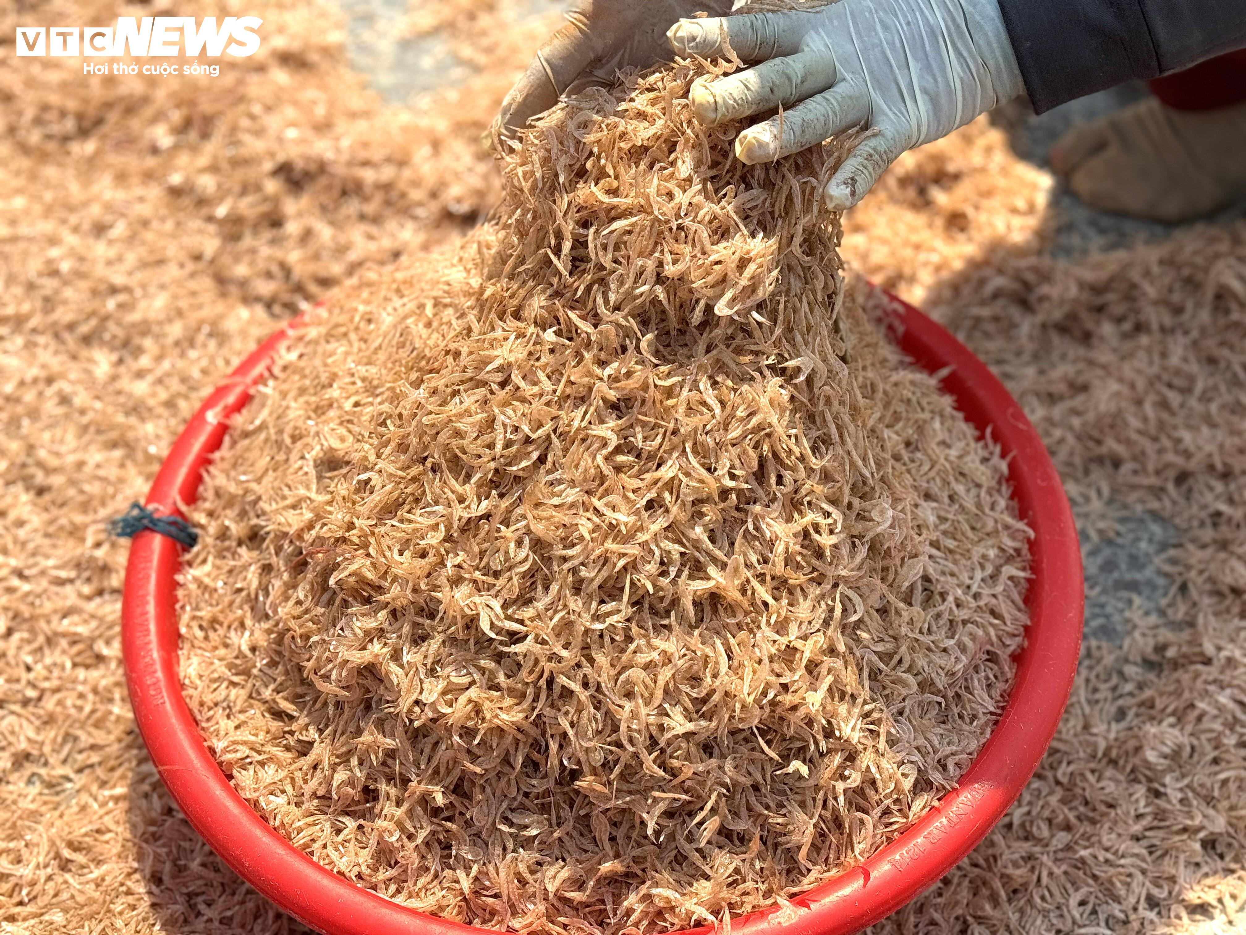 Ruốc xuất hiện dày đặc ở vùng biển gần bờ, ngư dân Quảng Ngãi trúng đậm - 8