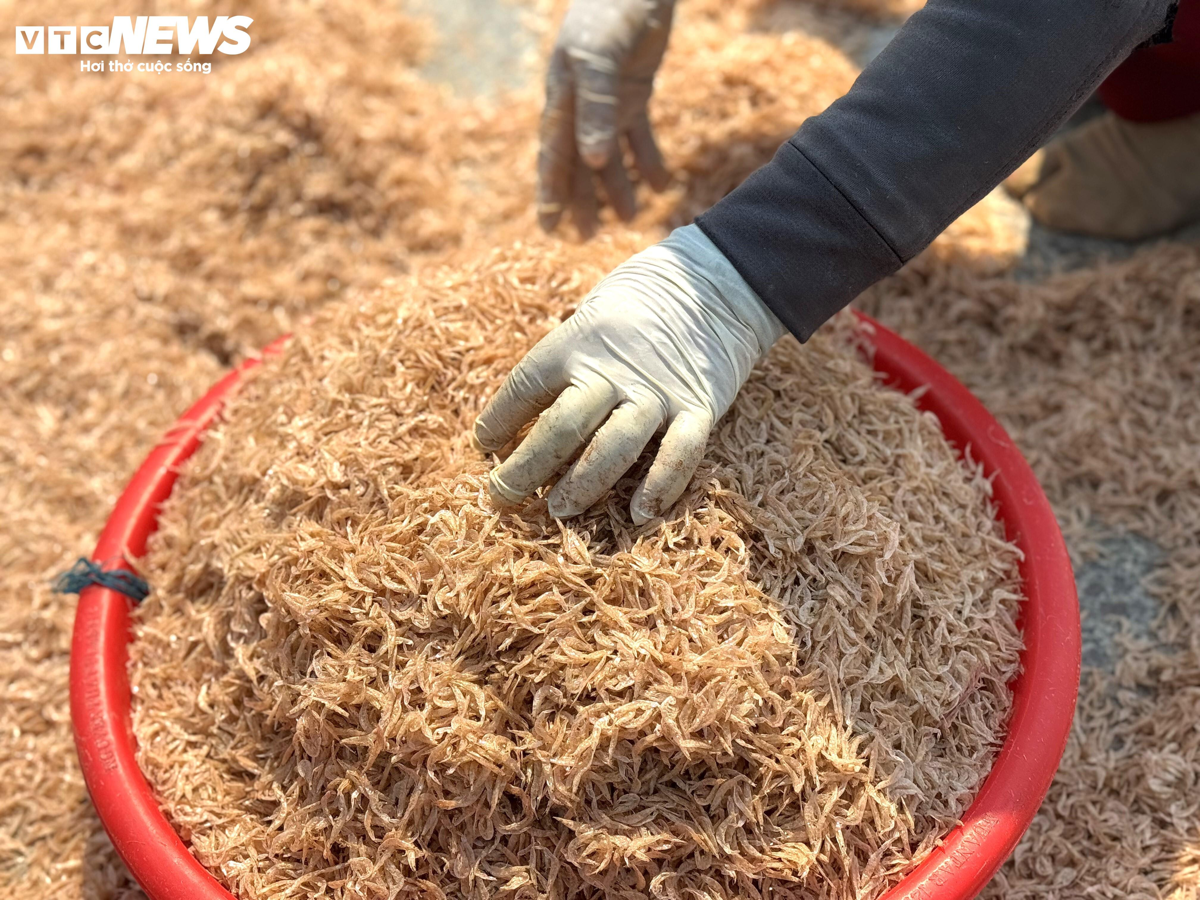 Ruốc xuất hiện dày đặc ở vùng biển gần bờ, ngư dân Quảng Ngãi trúng đậm - 5