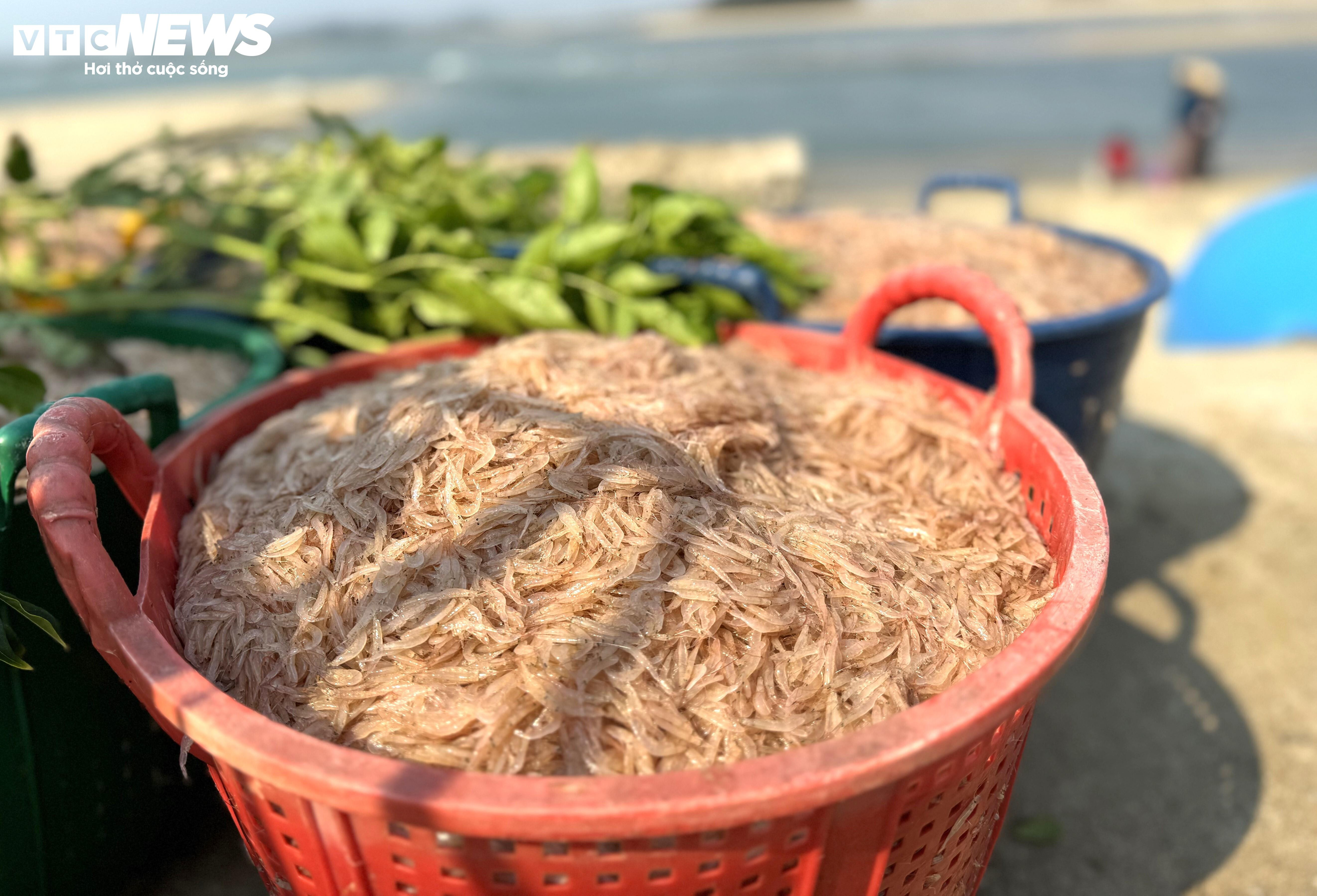 Ruốc xuất hiện dày đặc ở vùng biển gần bờ, ngư dân Quảng Ngãi trúng đậm - 3