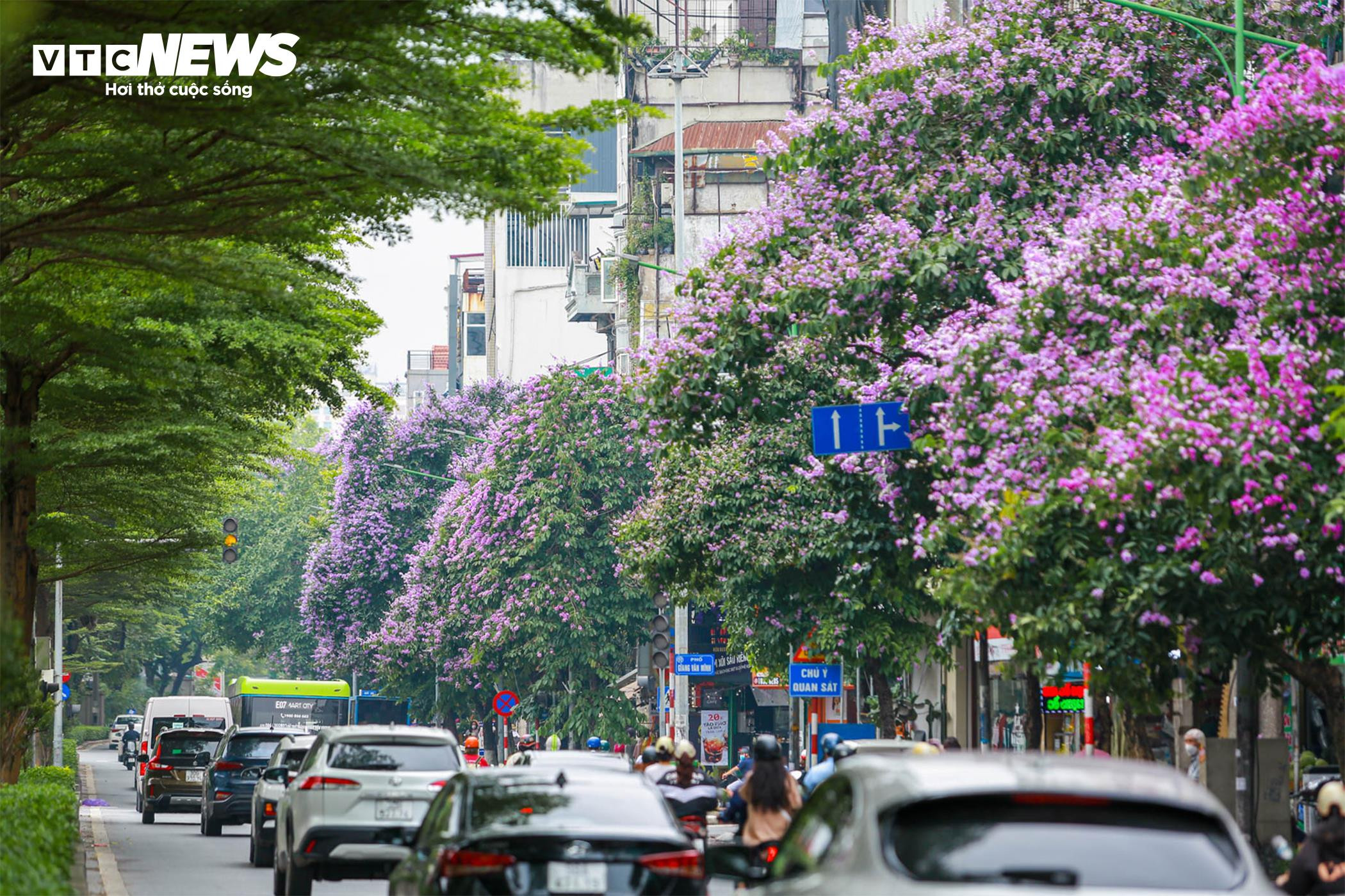 Bằng lăng nhuộm tím phố phường, Hà Nội đẹp như trong tranh - 7