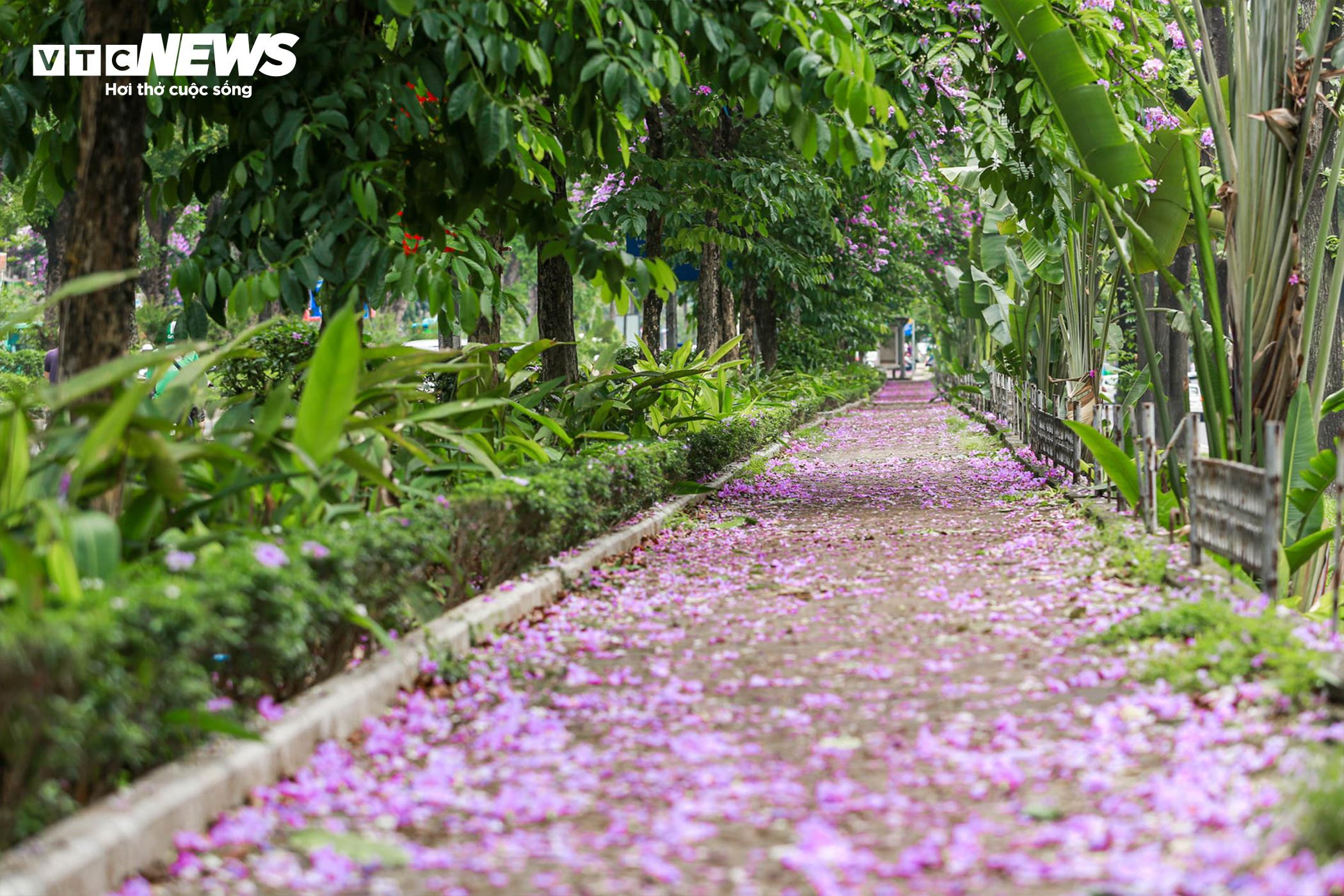 Bằng lăng nhuộm tím phố phường, Hà Nội đẹp như trong tranh - 8