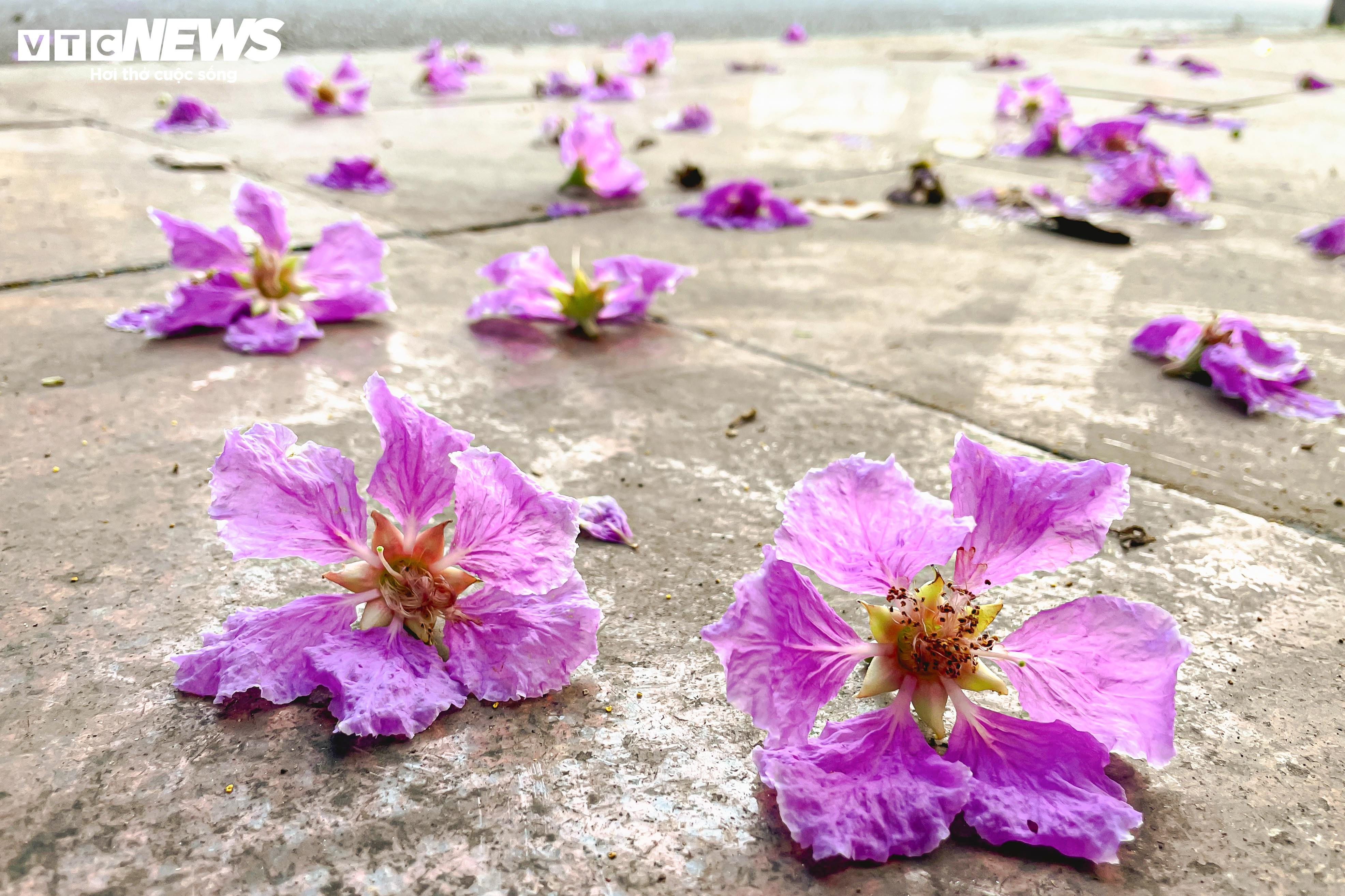 Bằng lăng nhuộm tím phố phường, Hà Nội đẹp như trong tranh - 3