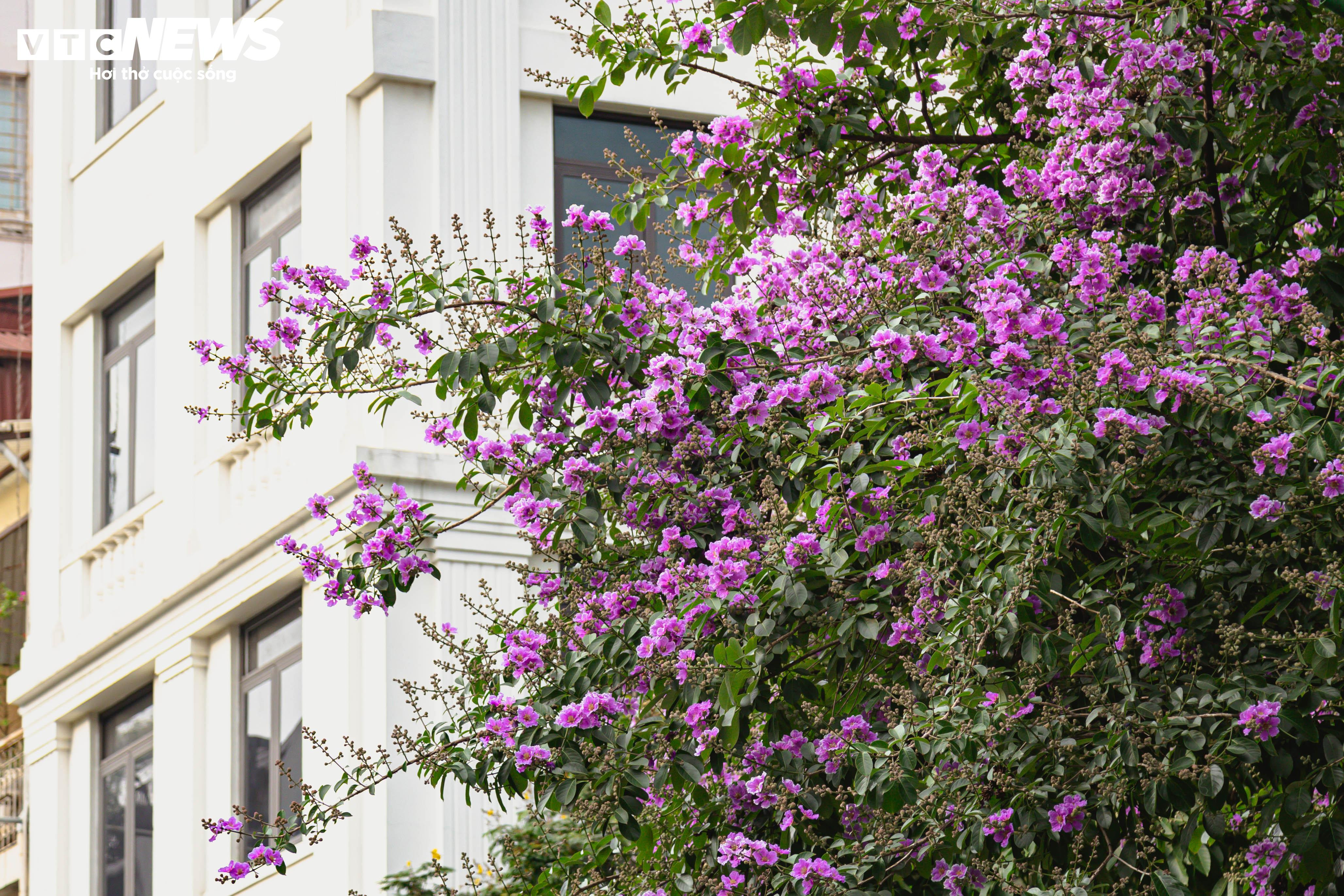 Bằng lăng nhuộm tím phố phường, Hà Nội đẹp như trong tranh - 5