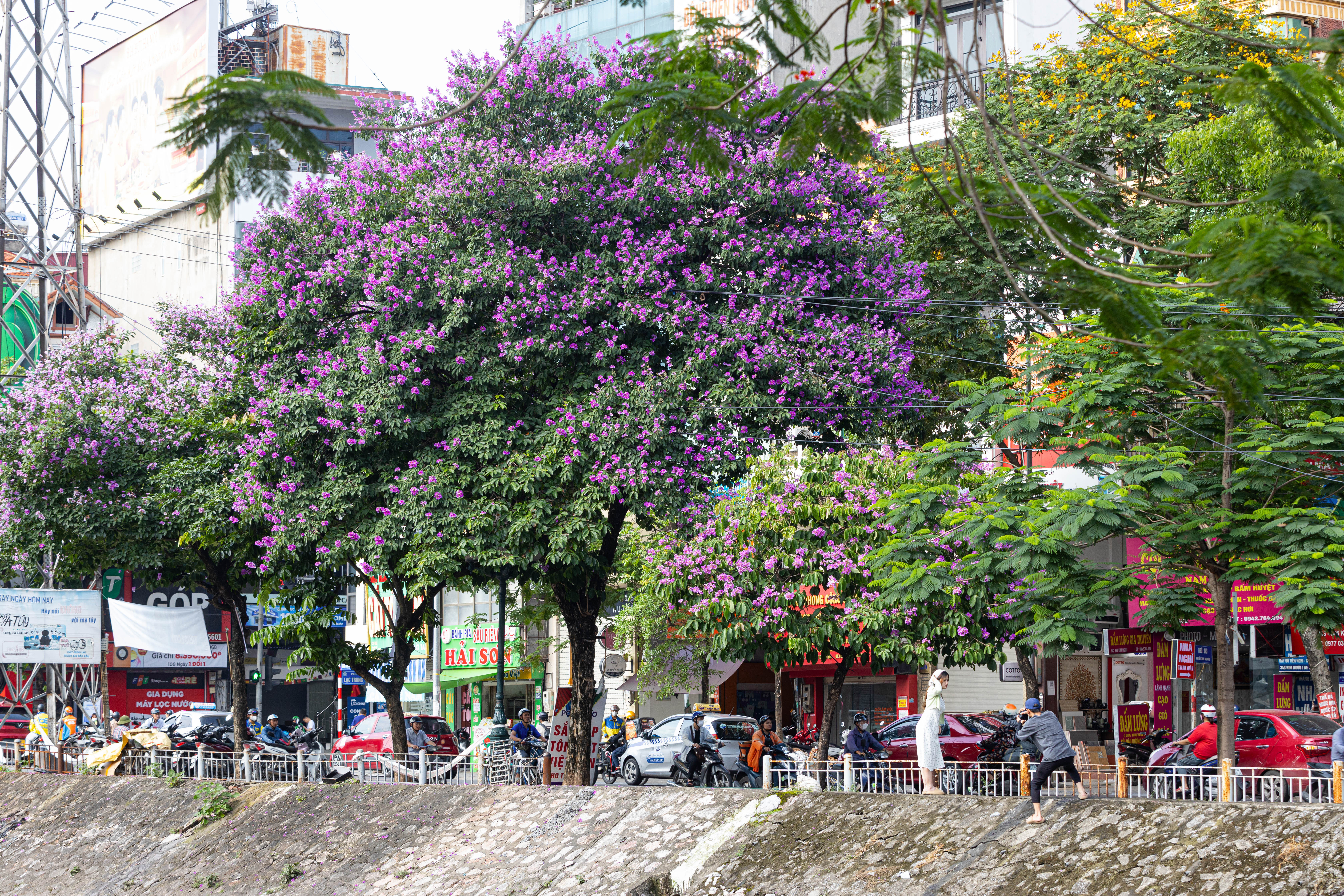 Bằng lăng nhuộm tím phố phường, Hà Nội đẹp như trong tranh - 10