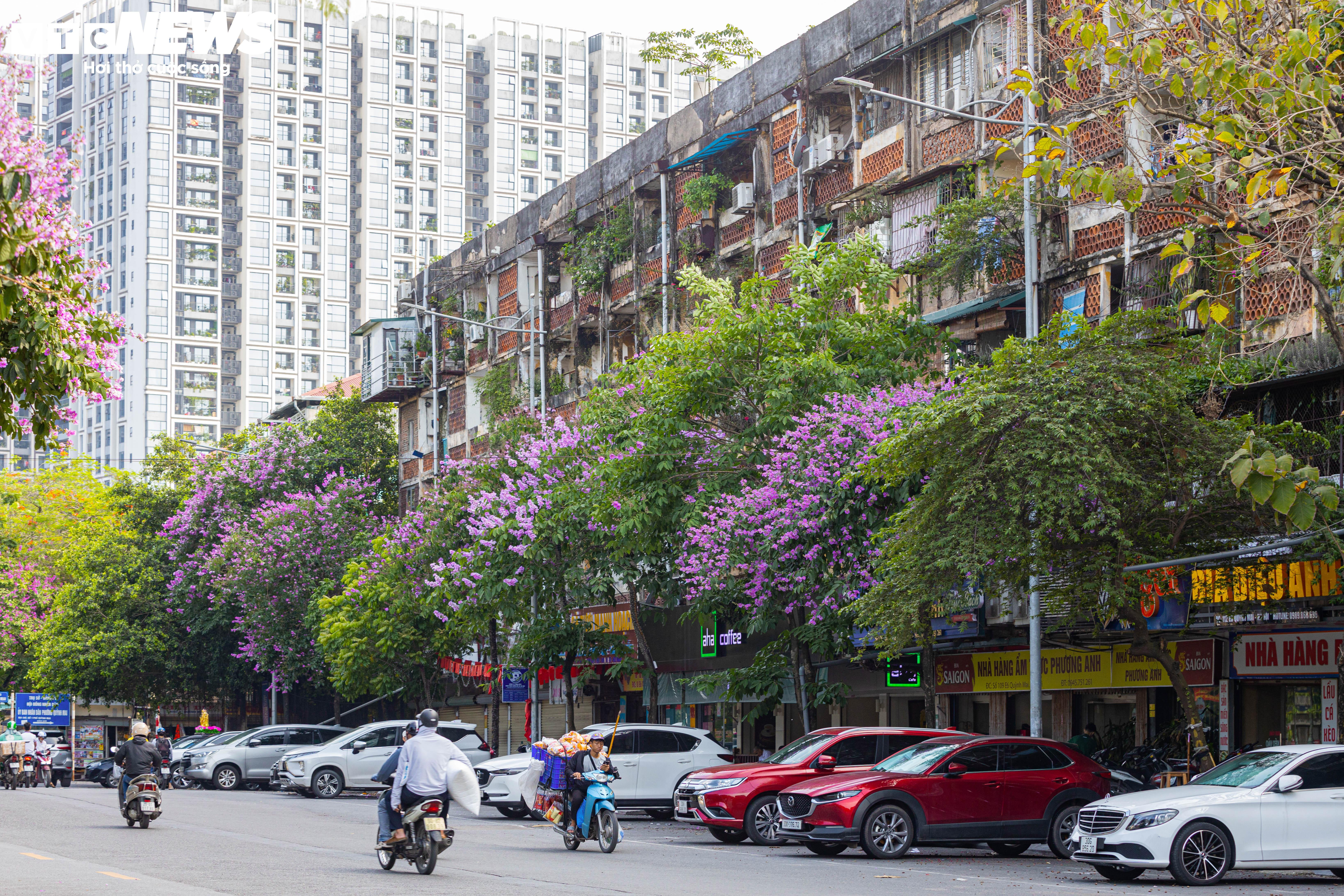 Bằng lăng nhuộm tím phố phường, Hà Nội đẹp như trong tranh - 11