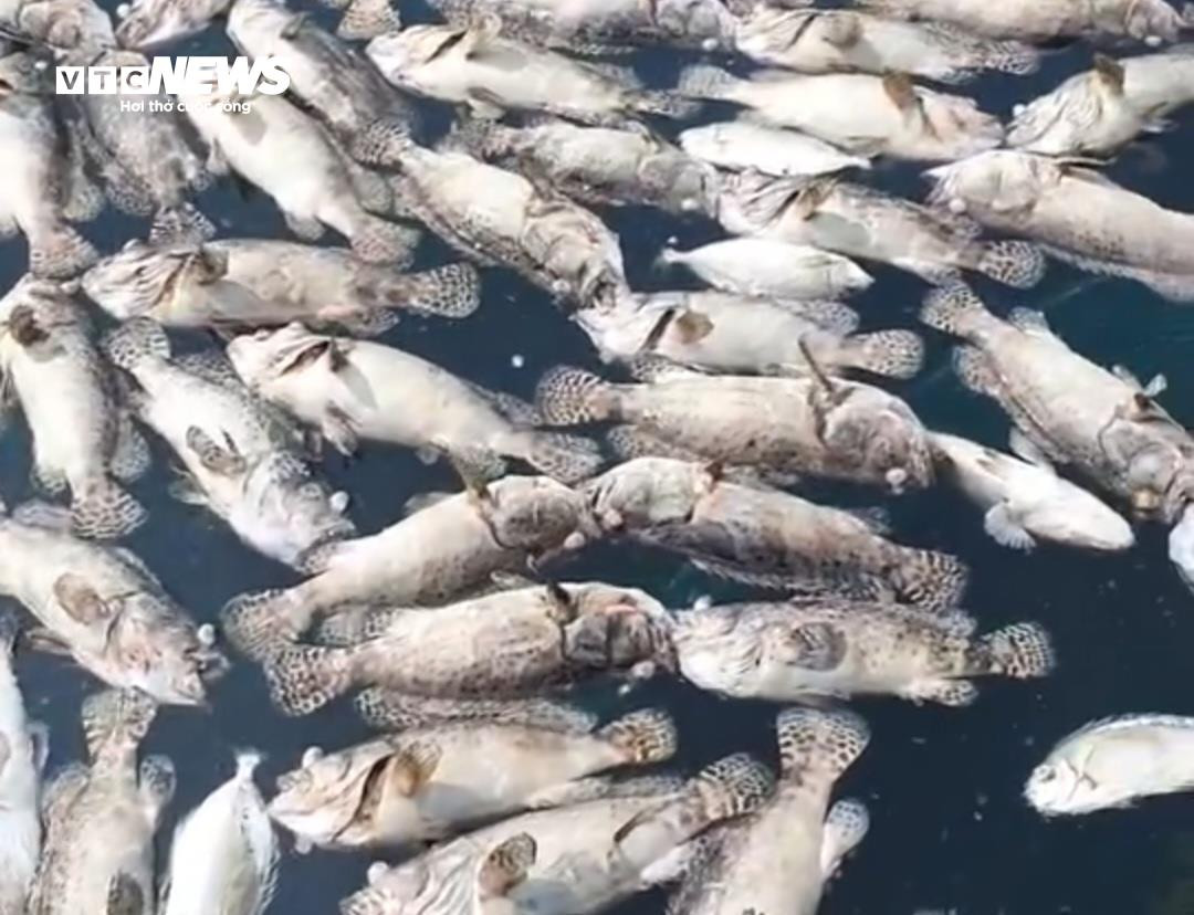 Hơn 60 tấn tôm hùm bị chết ở Phú Yên, người nuôi cay đắng bán giá 50.000 đồng/kg - 9