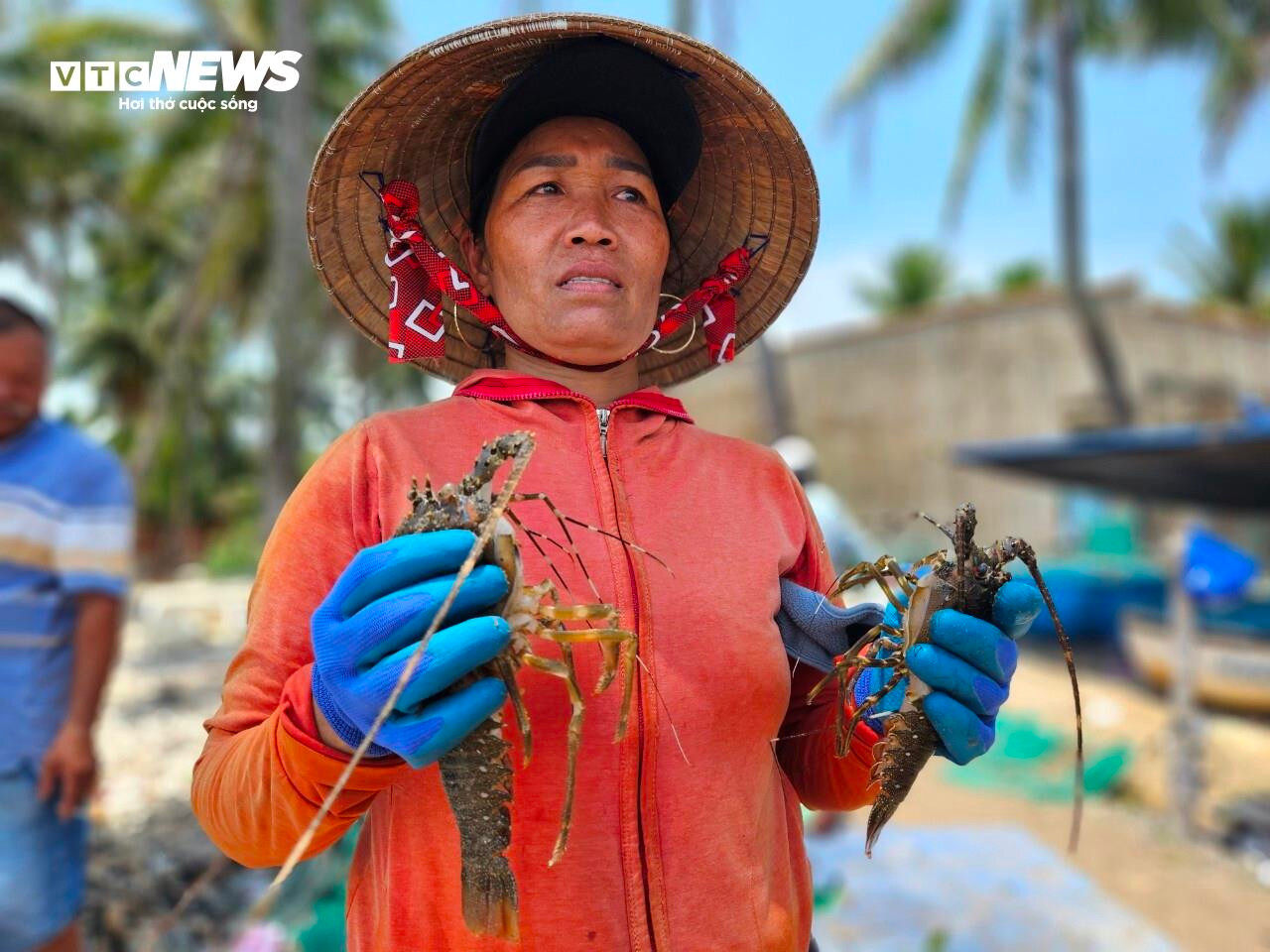 Hơn 60 tấn tôm hùm bị chết ở Phú Yên, người nuôi cay đắng bán giá 50.000 đồng/kg - 3