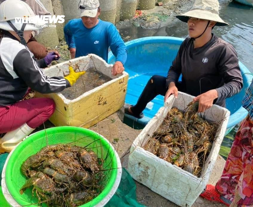 Hơn 60 tấn tôm hùm bị chết ở Phú Yên, người nuôi cay đắng bán giá 50.000 đồng/kg - 11