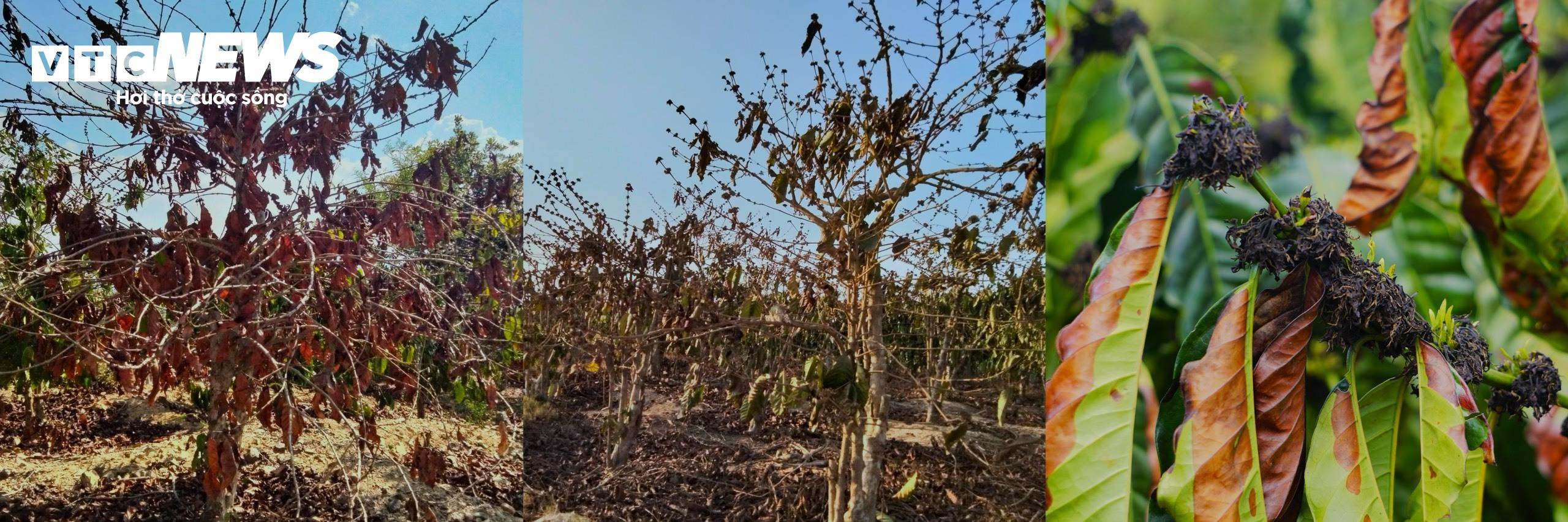 Khô hạn khốc liệt ở Tây Nguyên: Cứu 'cây tỷ đô' thế nào? - 2