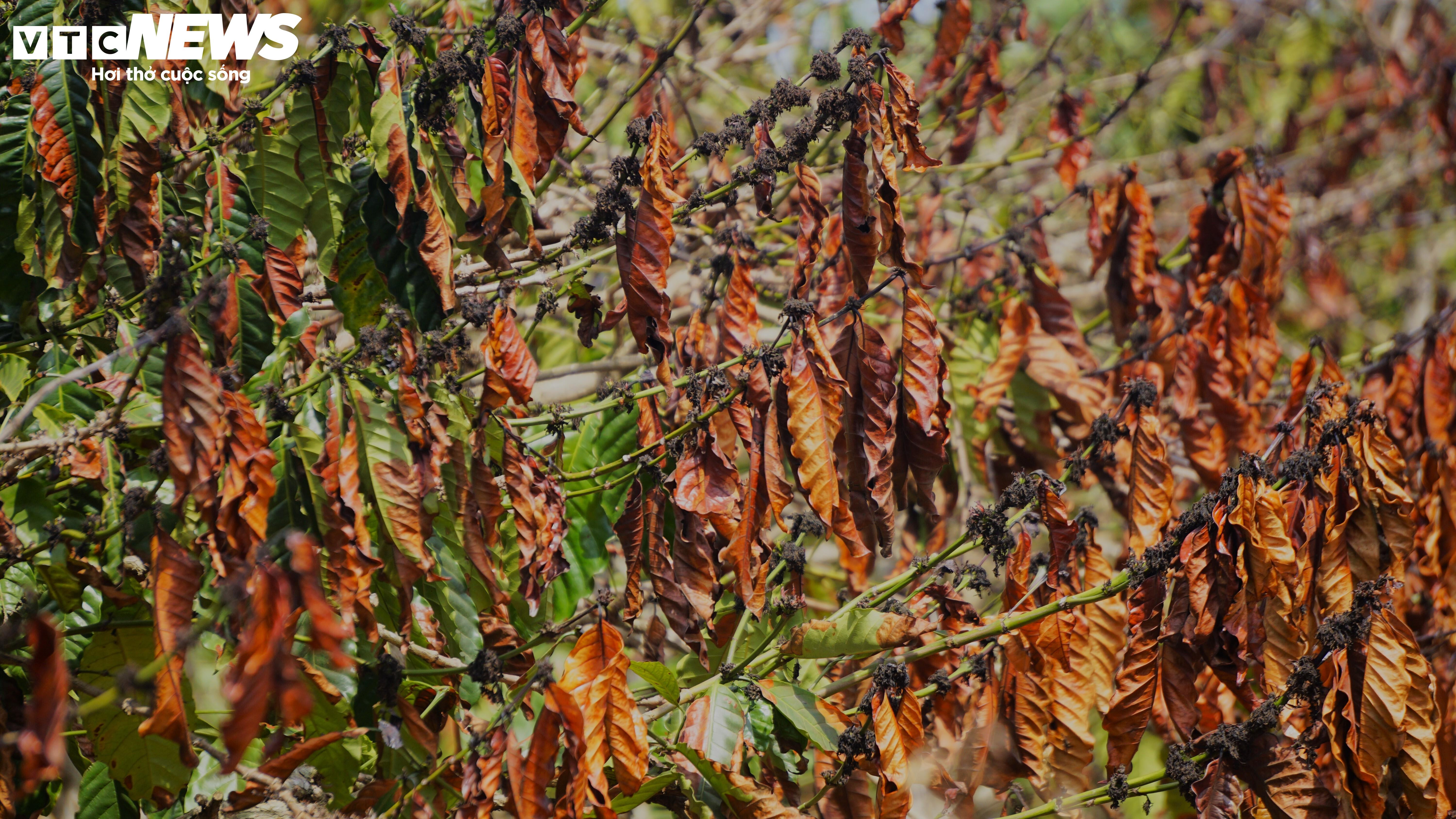 Khô hạn khốc liệt ở Tây Nguyên: Cứu 'cây tỷ đô' thế nào? - 3