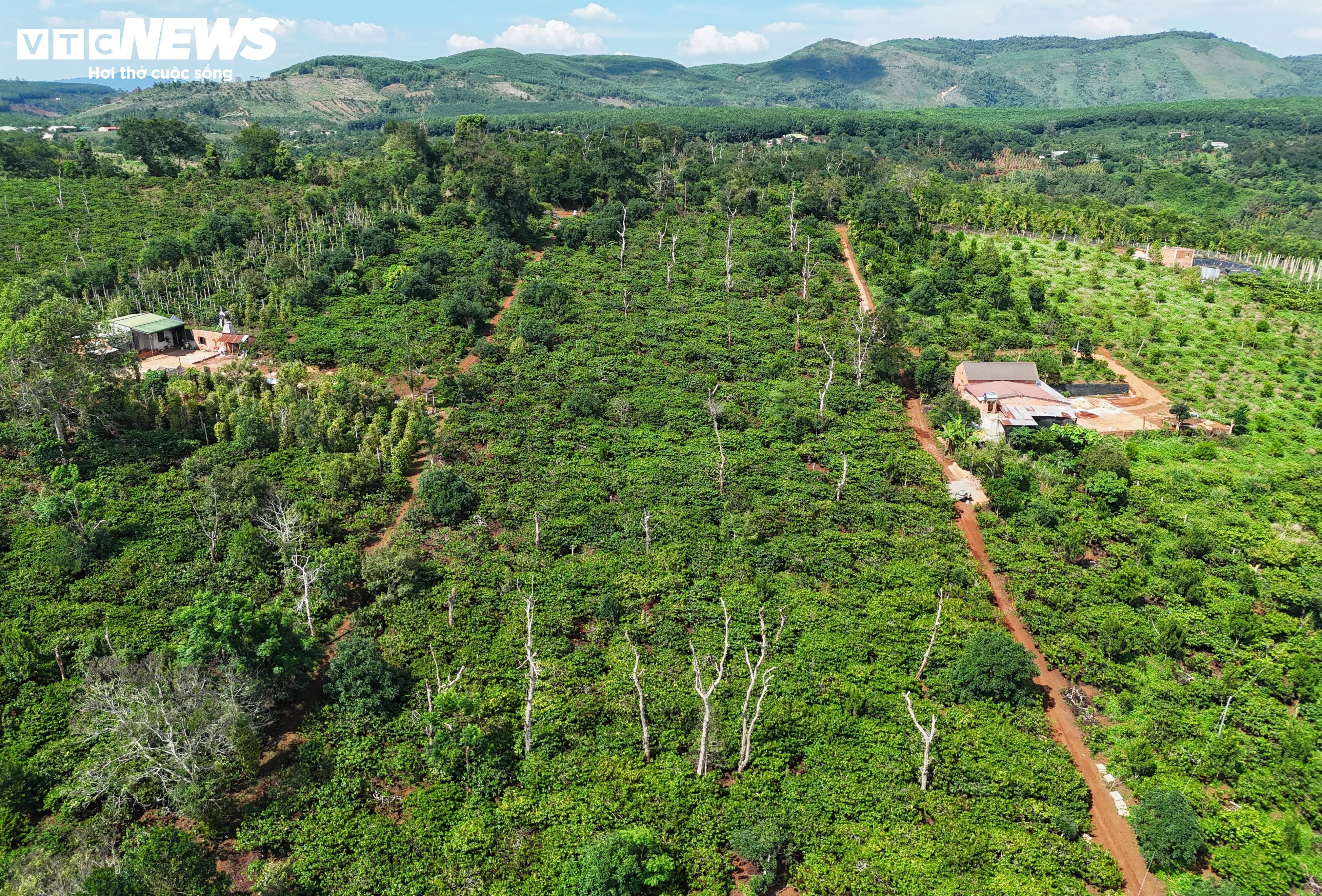 Khô hạn khốc liệt ở Tây Nguyên: Cứu 'cây tỷ đô' thế nào? - 10
