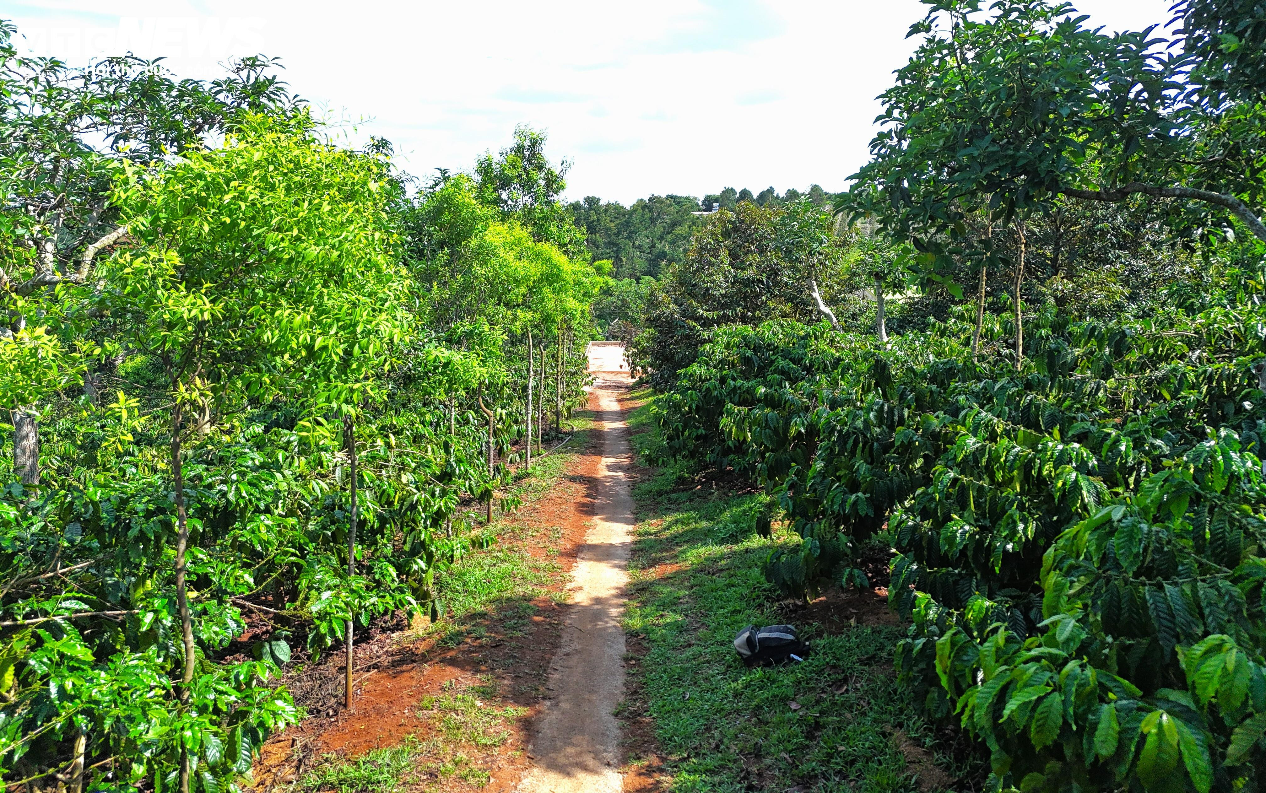 Khô hạn khốc liệt ở Tây Nguyên: Cứu 'cây tỷ đô' thế nào? - 5