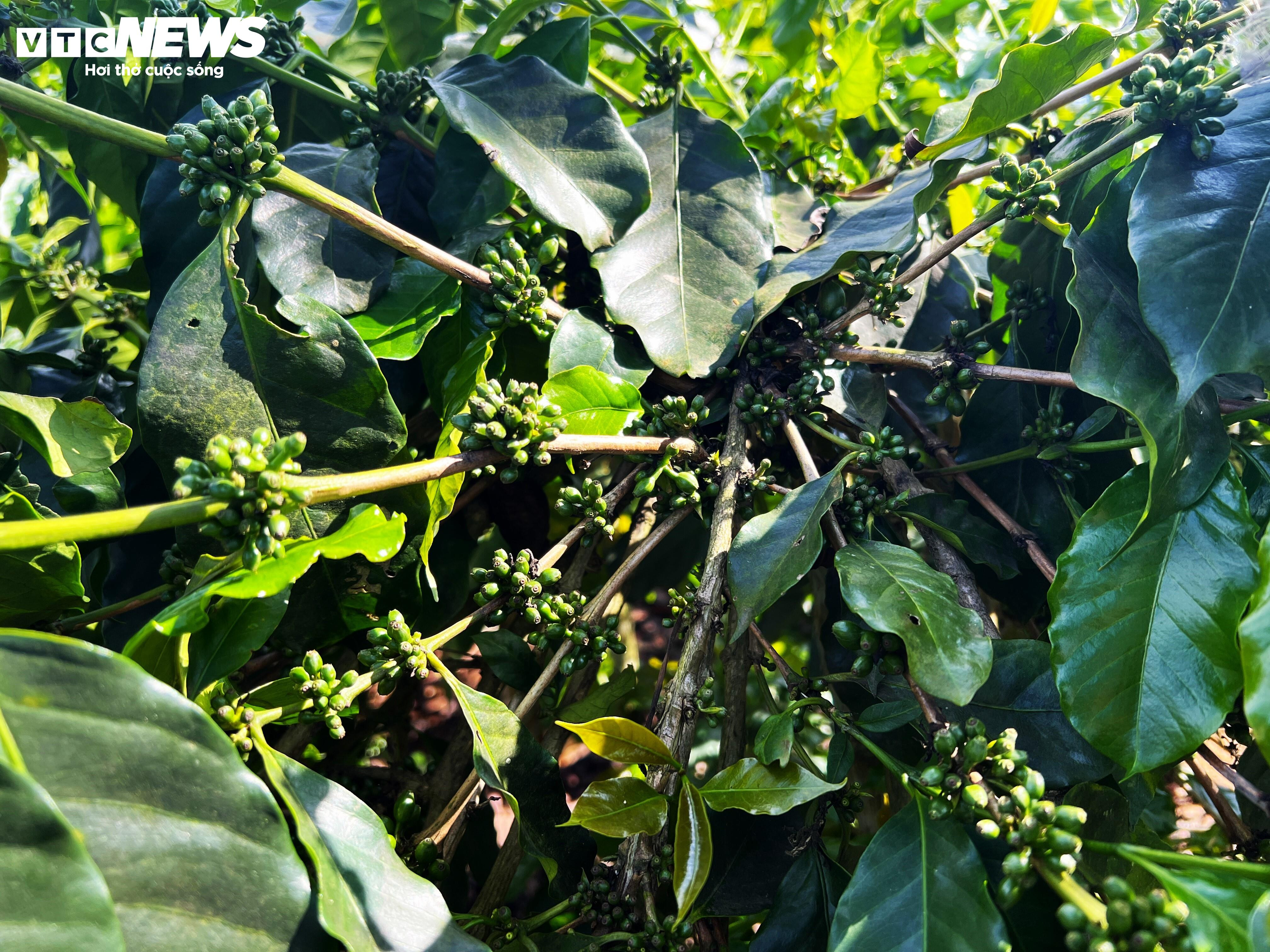 Khô hạn khốc liệt ở Tây Nguyên: Cứu 'cây tỷ đô' thế nào? - 6