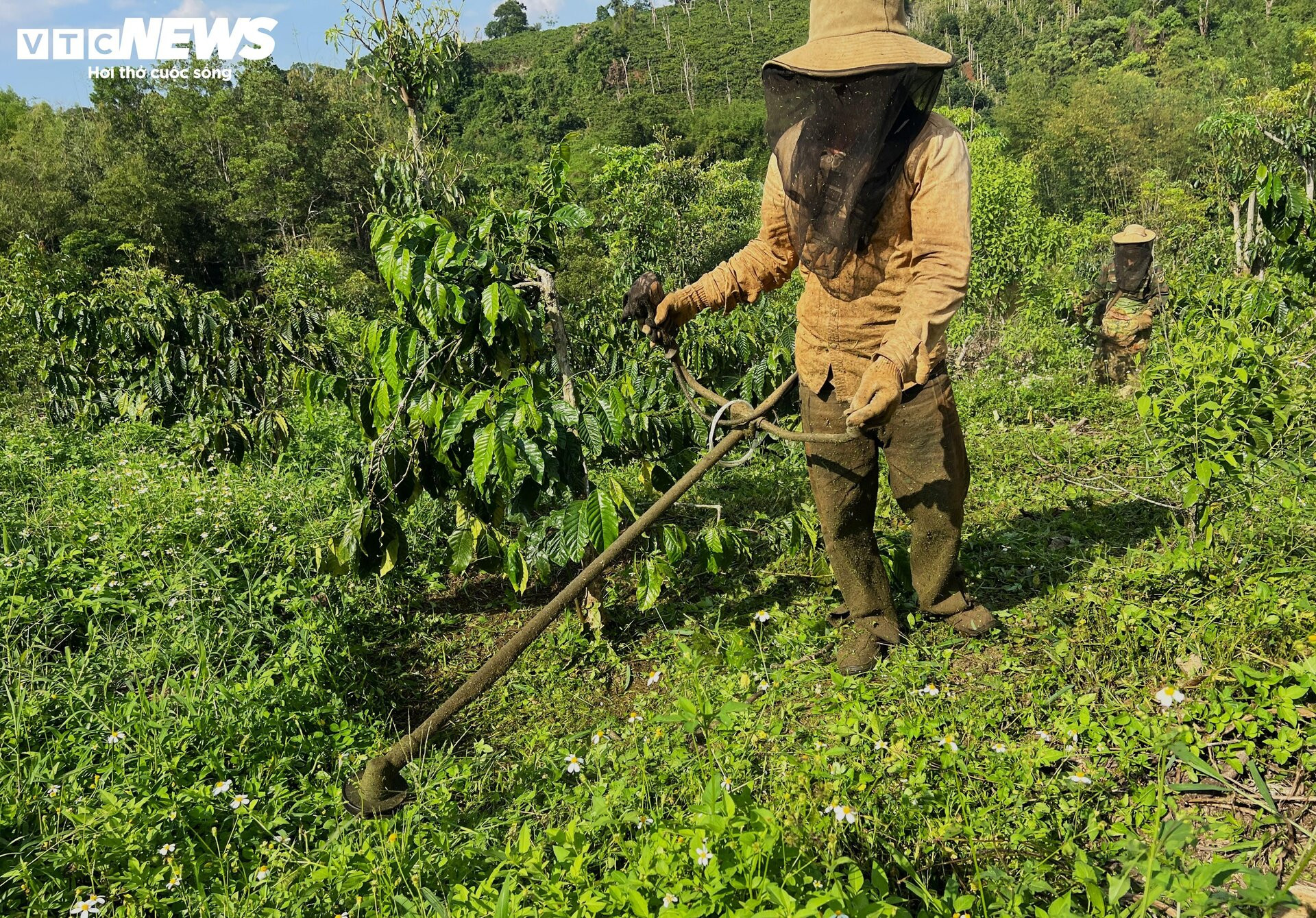 Khô hạn khốc liệt ở Tây Nguyên: Cứu 'cây tỷ đô' thế nào? - 9