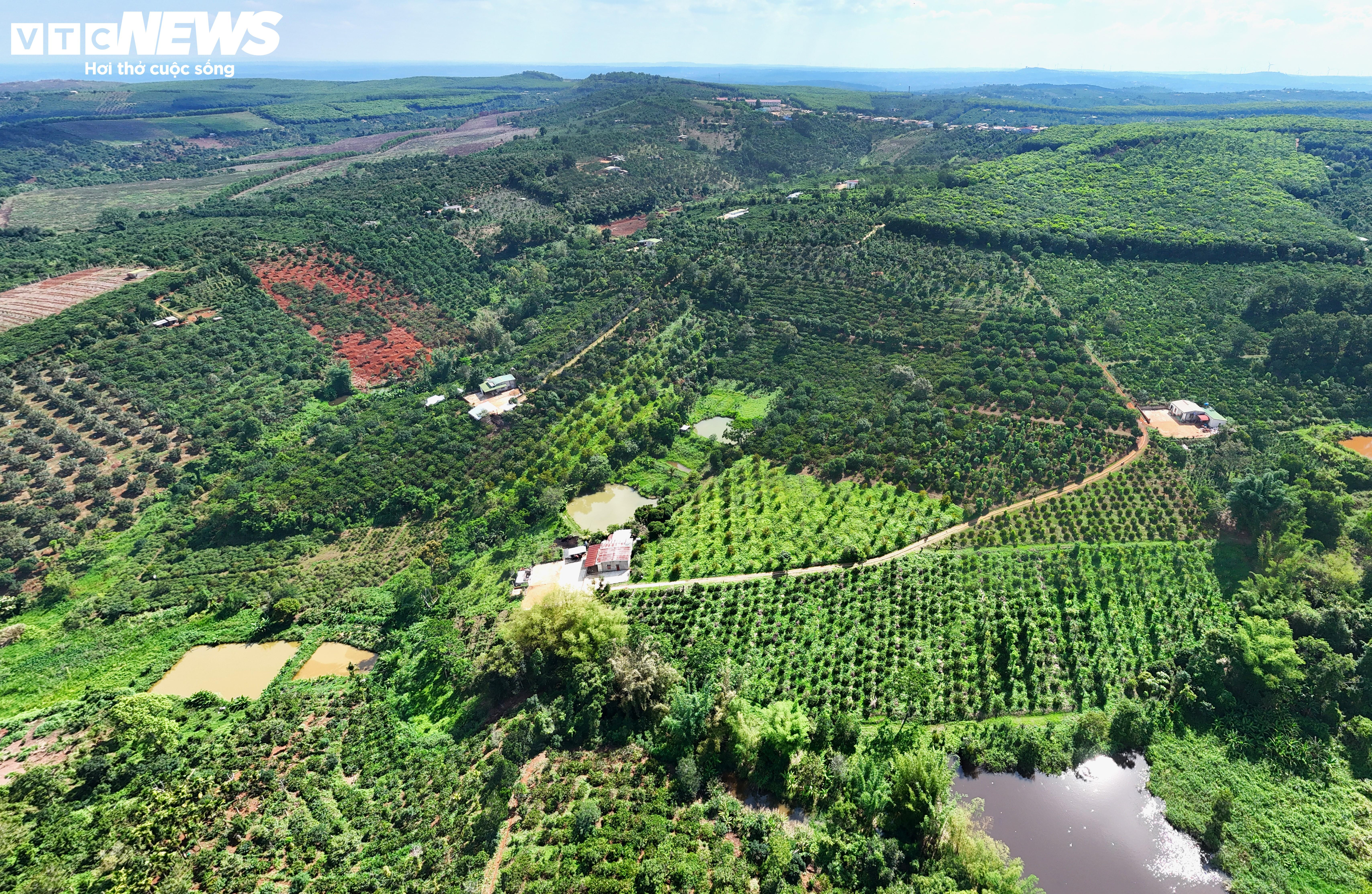 Khô hạn khốc liệt ở Tây Nguyên: Cứu 'cây tỷ đô' thế nào? - 8