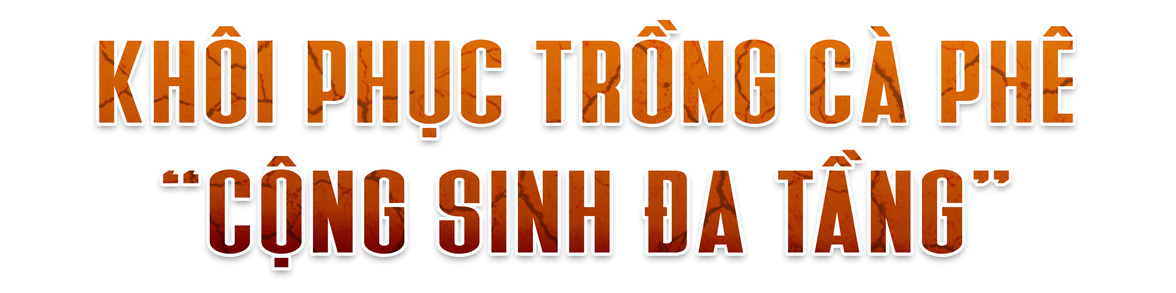 Khô hạn khốc liệt ở Tây Nguyên: Cứu 'cây tỷ đô' thế nào? - 7