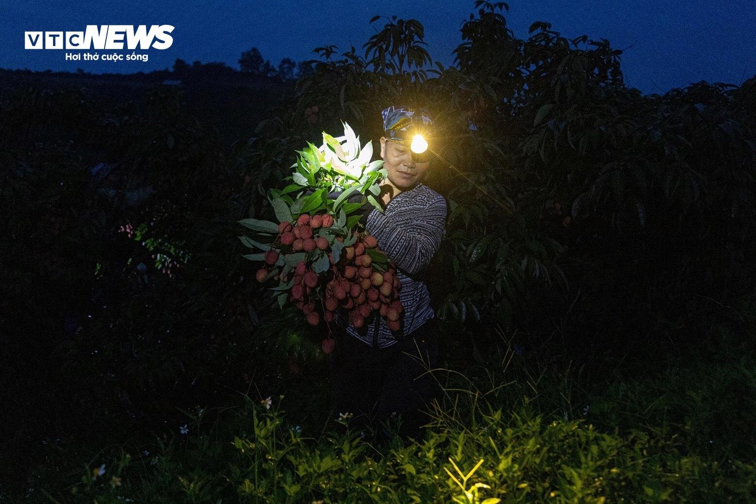 Chong đèn, thu hoạch vải thiều từ tờ mờ sáng ở Bắc Giang - 1