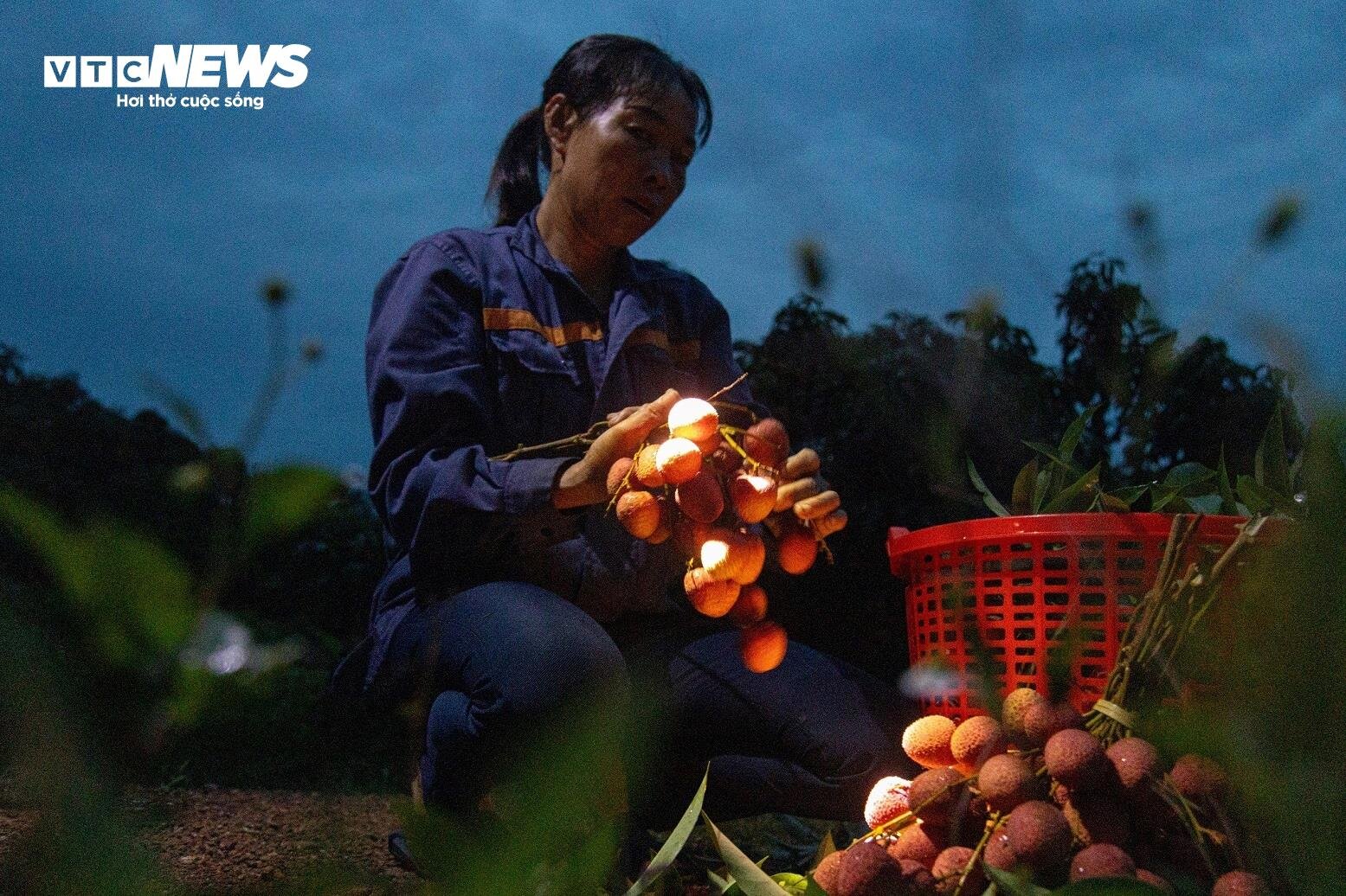 Chong đèn, thu hoạch vải thiều từ tờ mờ sáng ở Bắc Giang - 4