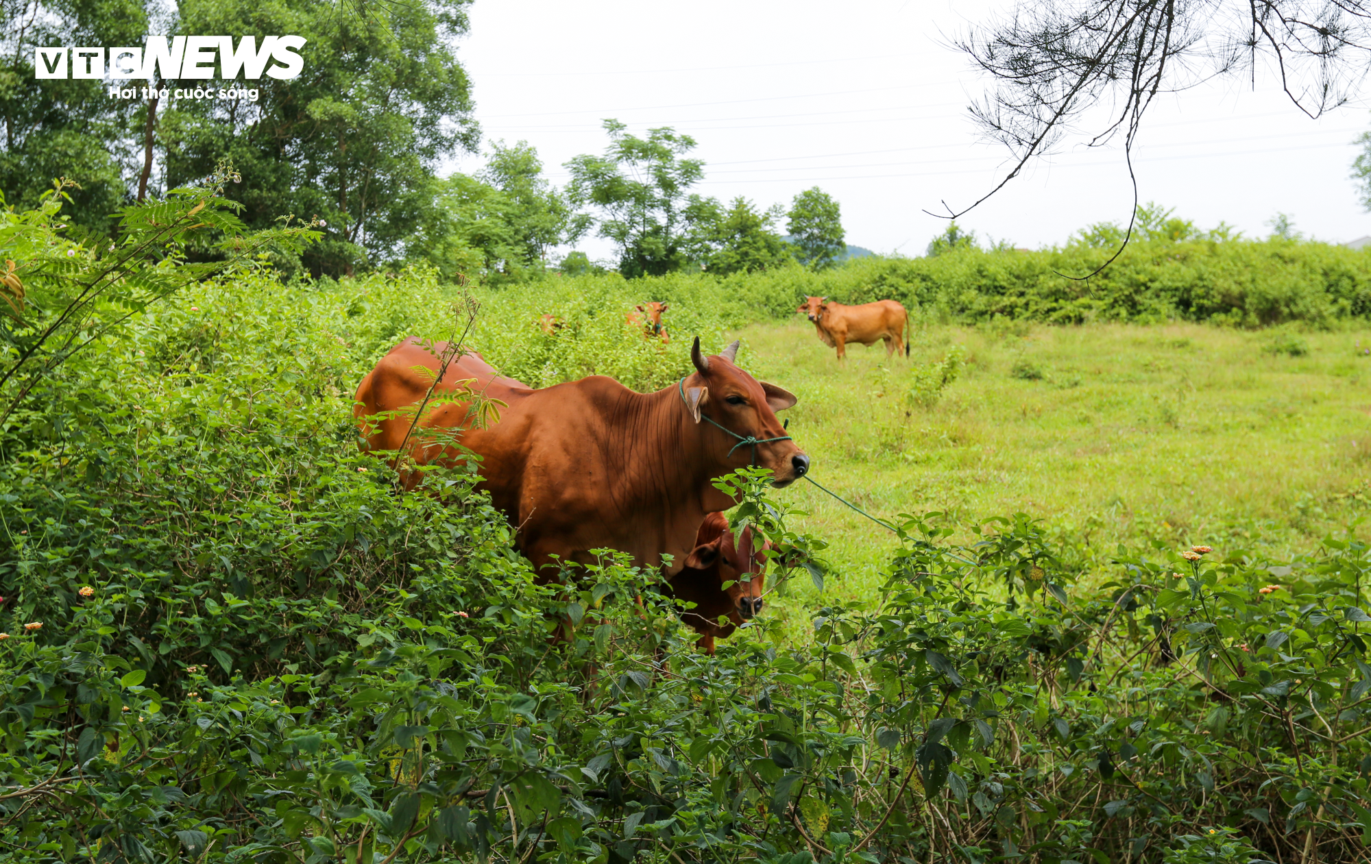 Trường trung cấp gần 20 tỷ đồng nằm ‘phơi sương’ ở Hà Tĩnh - 11