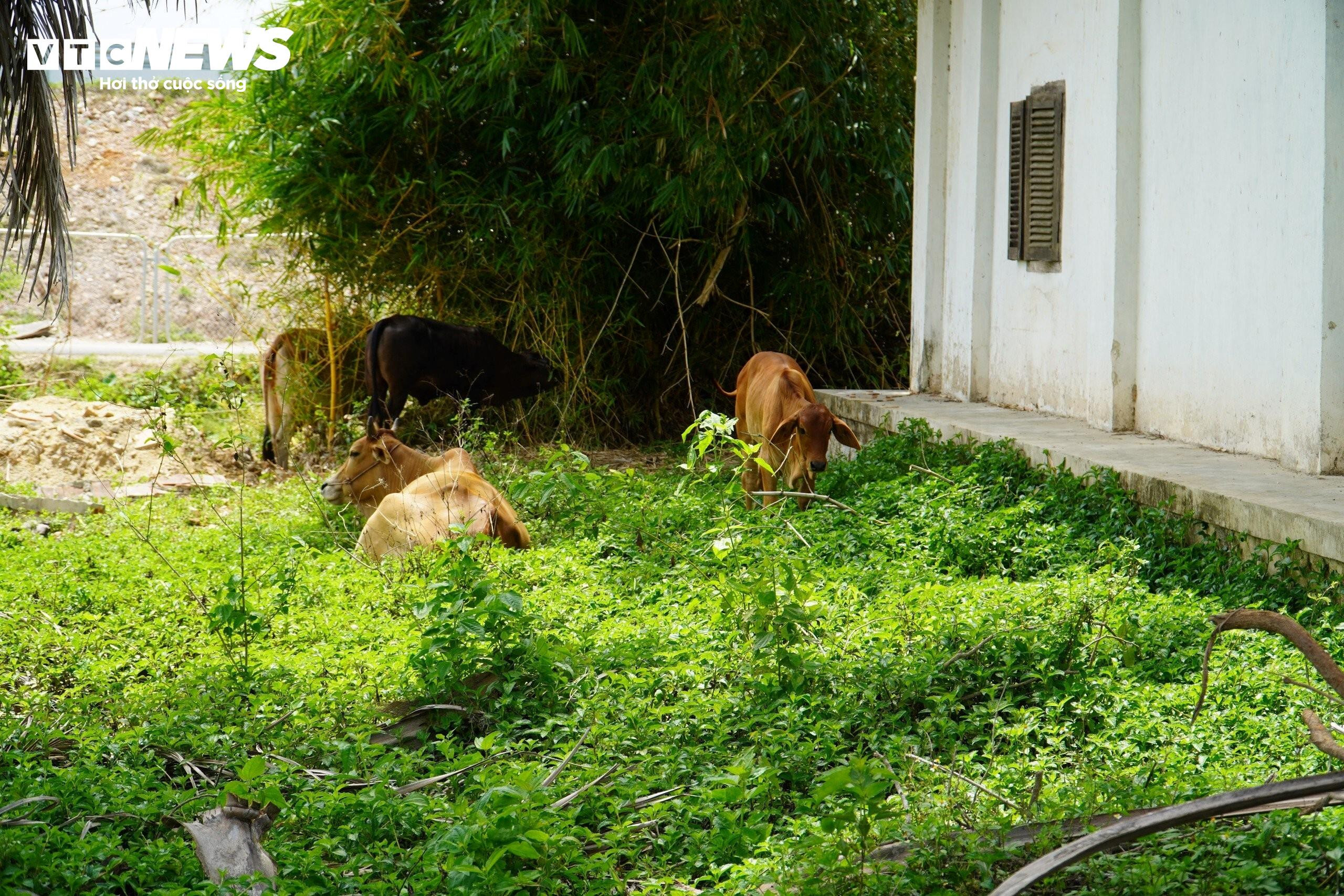 Cận cảnh ngôi nhà 100 tuổi được Khánh Hòa kêu gọi tu bổ - 11