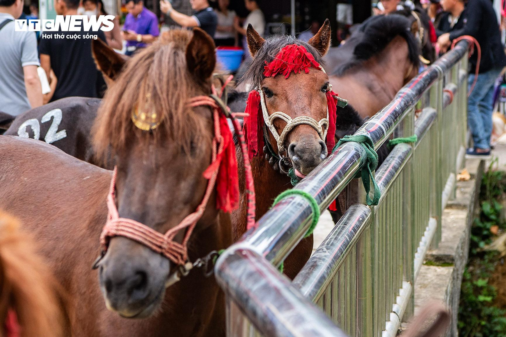 Trai bản đội mũ bảo hiểm, cưỡi chiến mã tranh tài trên cao nguyên trắng - 3