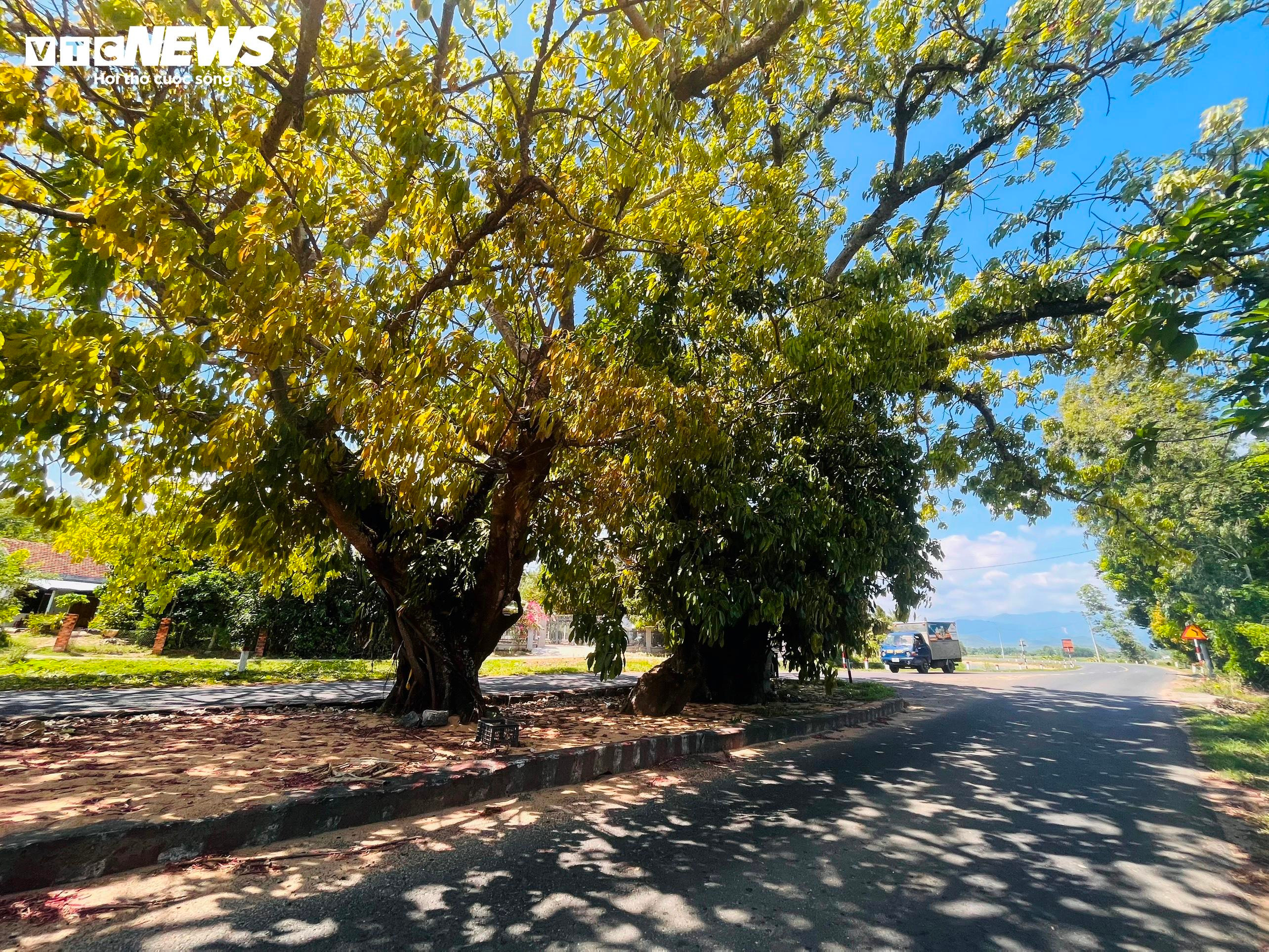 Bí ẩn 3 cây sộp trăm tuổi nằm giữa quốc lộ 25 qua tỉnh Phú Yên - 4