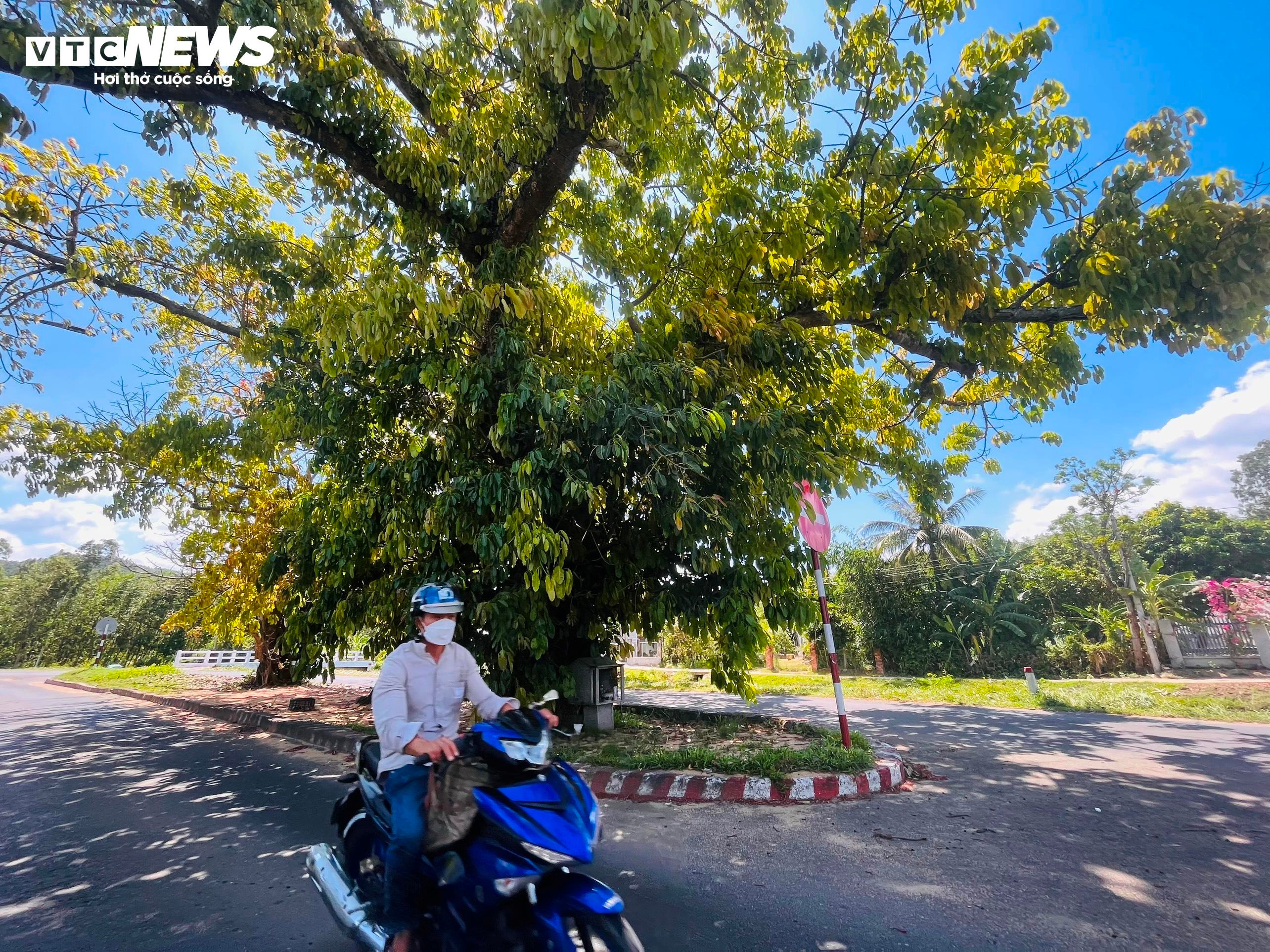 Bí ẩn 3 cây sộp trăm tuổi nằm giữa quốc lộ 25 qua tỉnh Phú Yên - 3