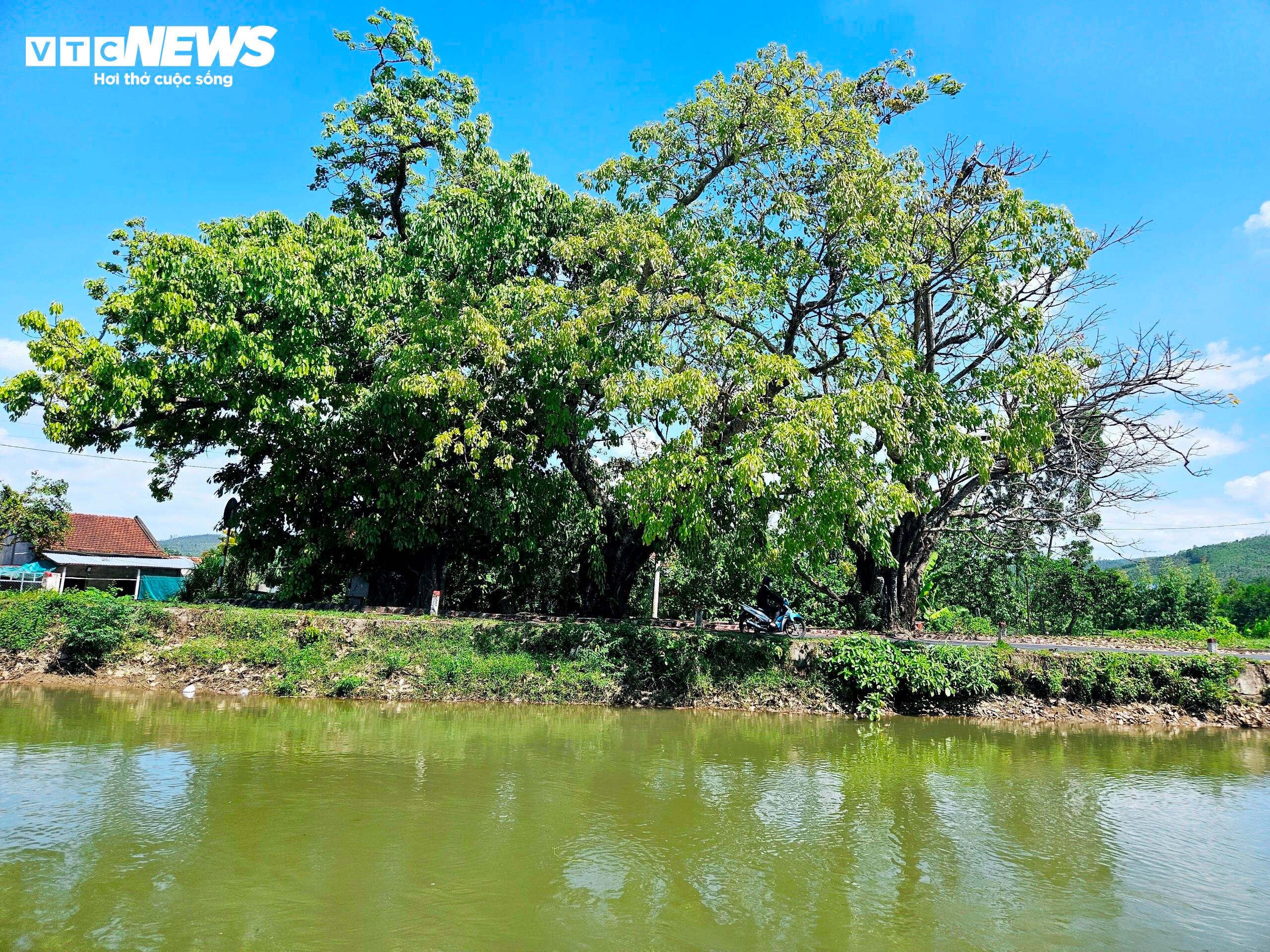 Bí ẩn 3 cây sộp trăm tuổi nằm giữa quốc lộ 25 qua tỉnh Phú Yên - 5