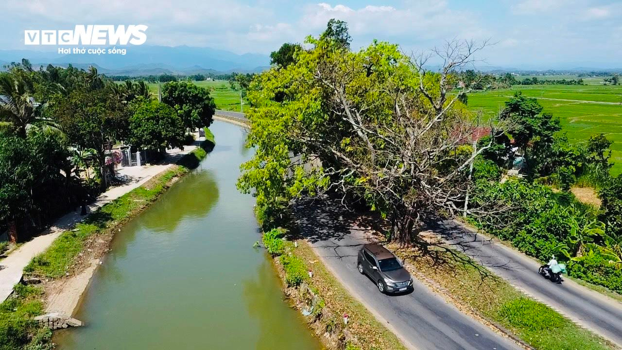 Bí ẩn 3 cây sộp trăm tuổi nằm giữa quốc lộ 25 qua tỉnh Phú Yên - 9