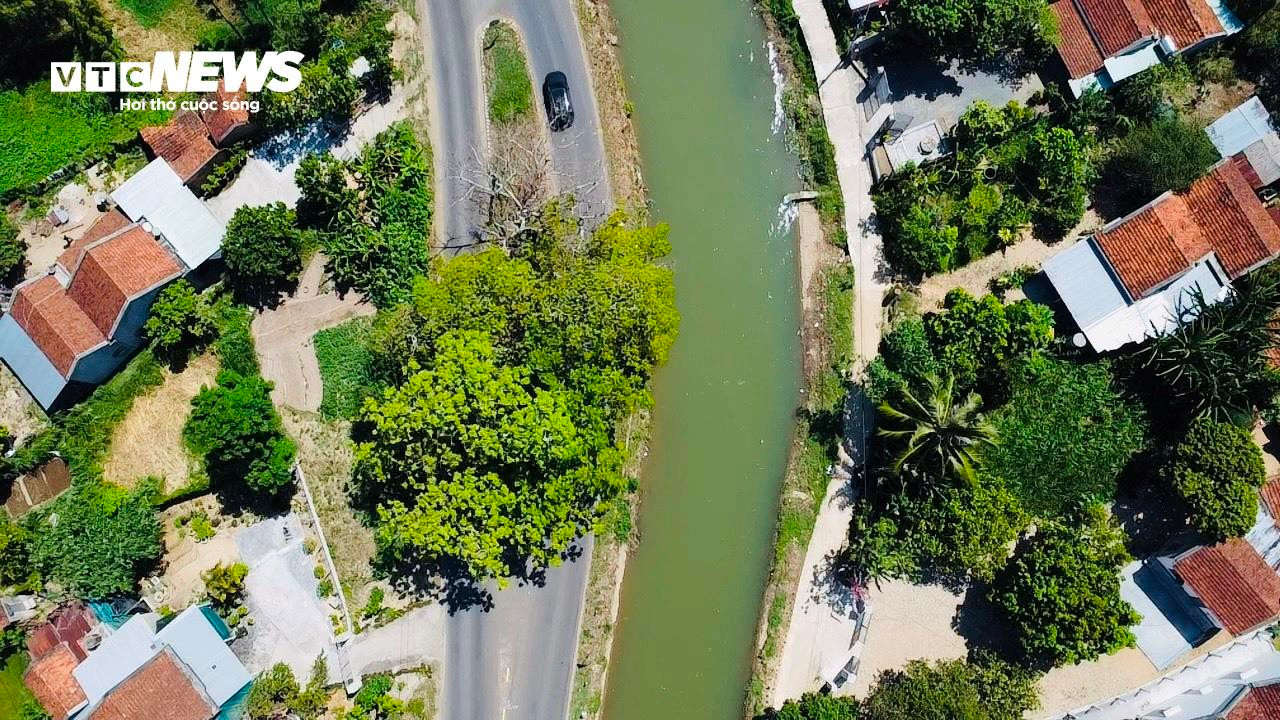 Bí ẩn 3 cây sộp trăm tuổi nằm giữa quốc lộ 25 qua tỉnh Phú Yên - 2